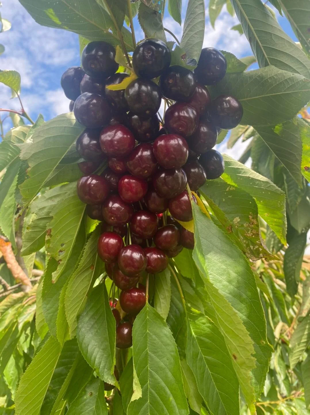 77665B5D-00C6-4352-B96F-CA2762C0B328