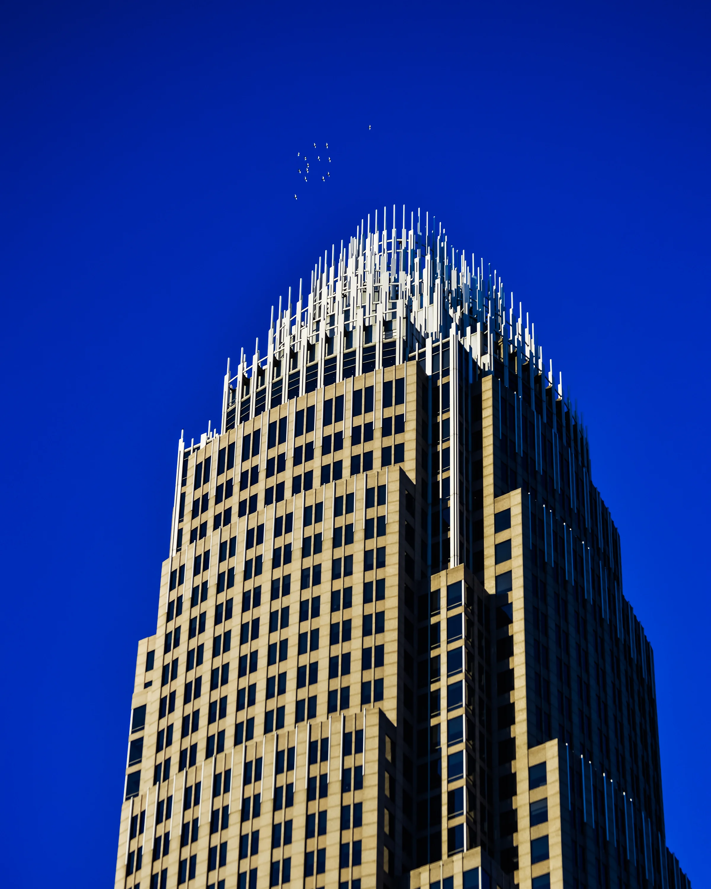 Birds In The Sky.jpg