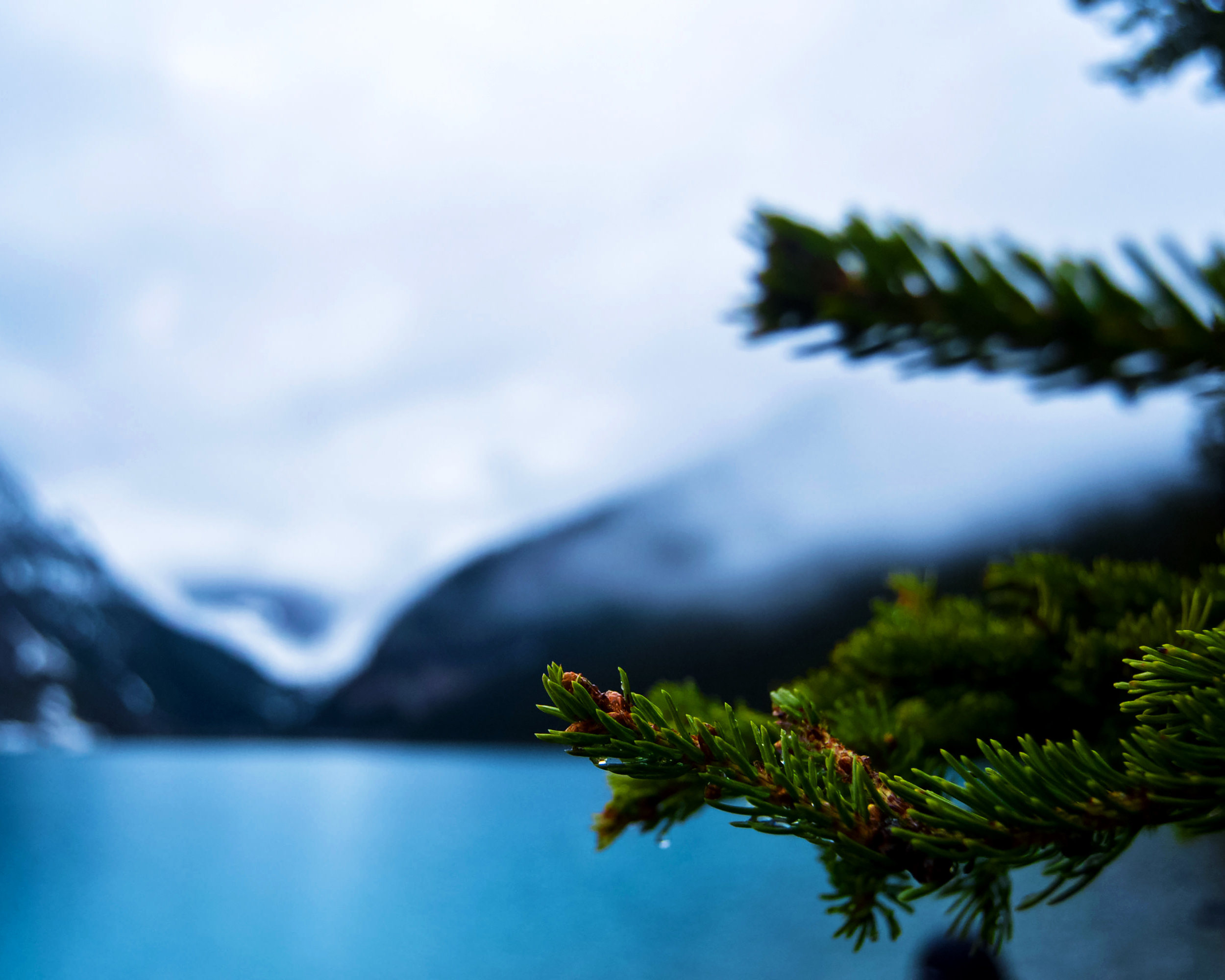 Pine.jpg