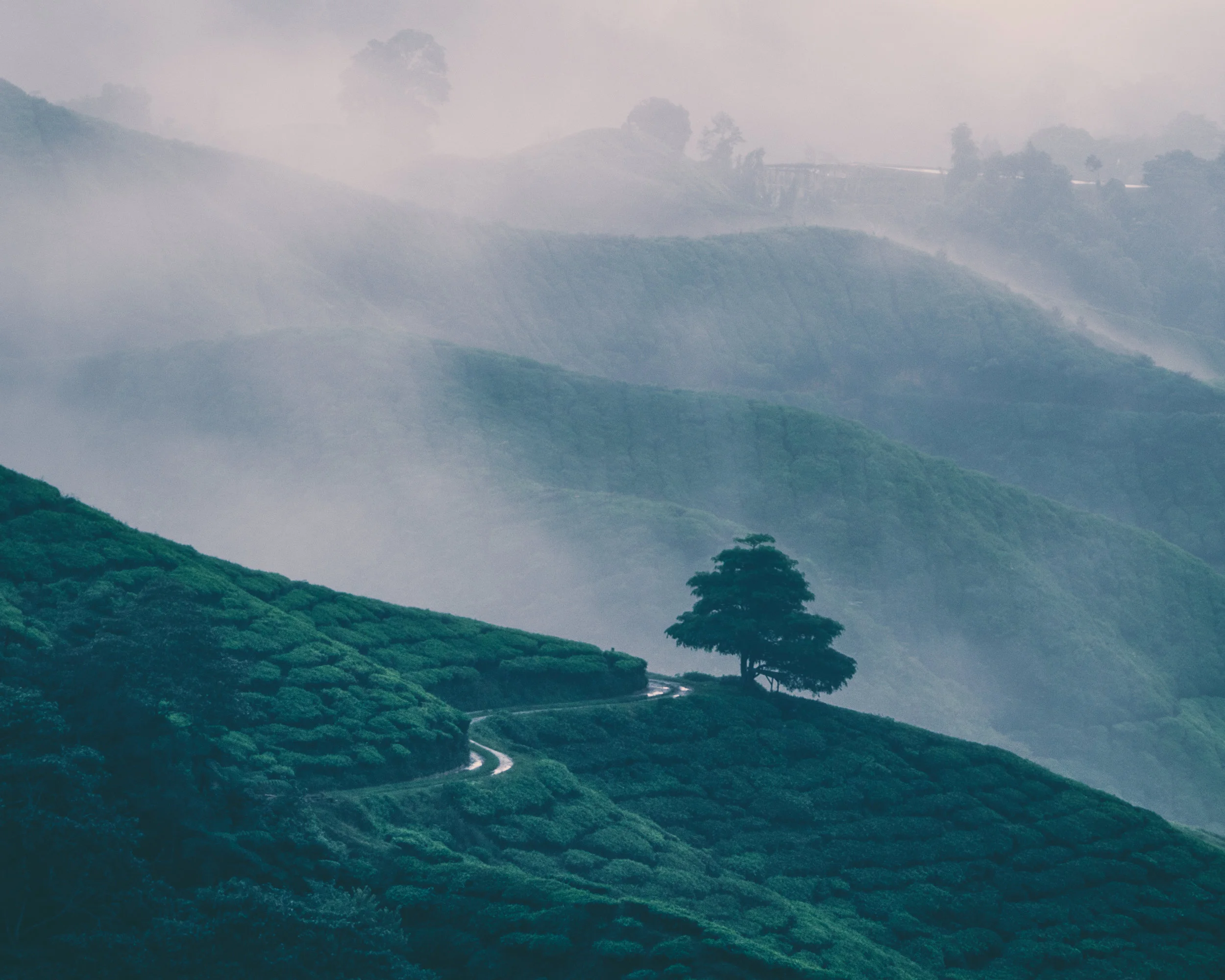 Cameron Highlands, Malaysia