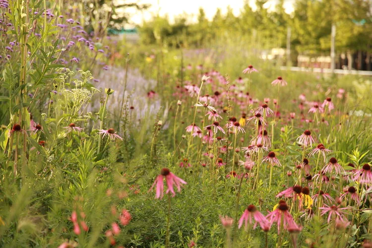 RELATED POPULATIONS, NOT ISOLATED INDIVIDUALS Moving from the idea of traditional planting to a designed plant community starts with letting go of the idea of plants as objects to be placed, like pieces of furniture. Instead, think about plants as groups of compatible species that interact with each other and the site.