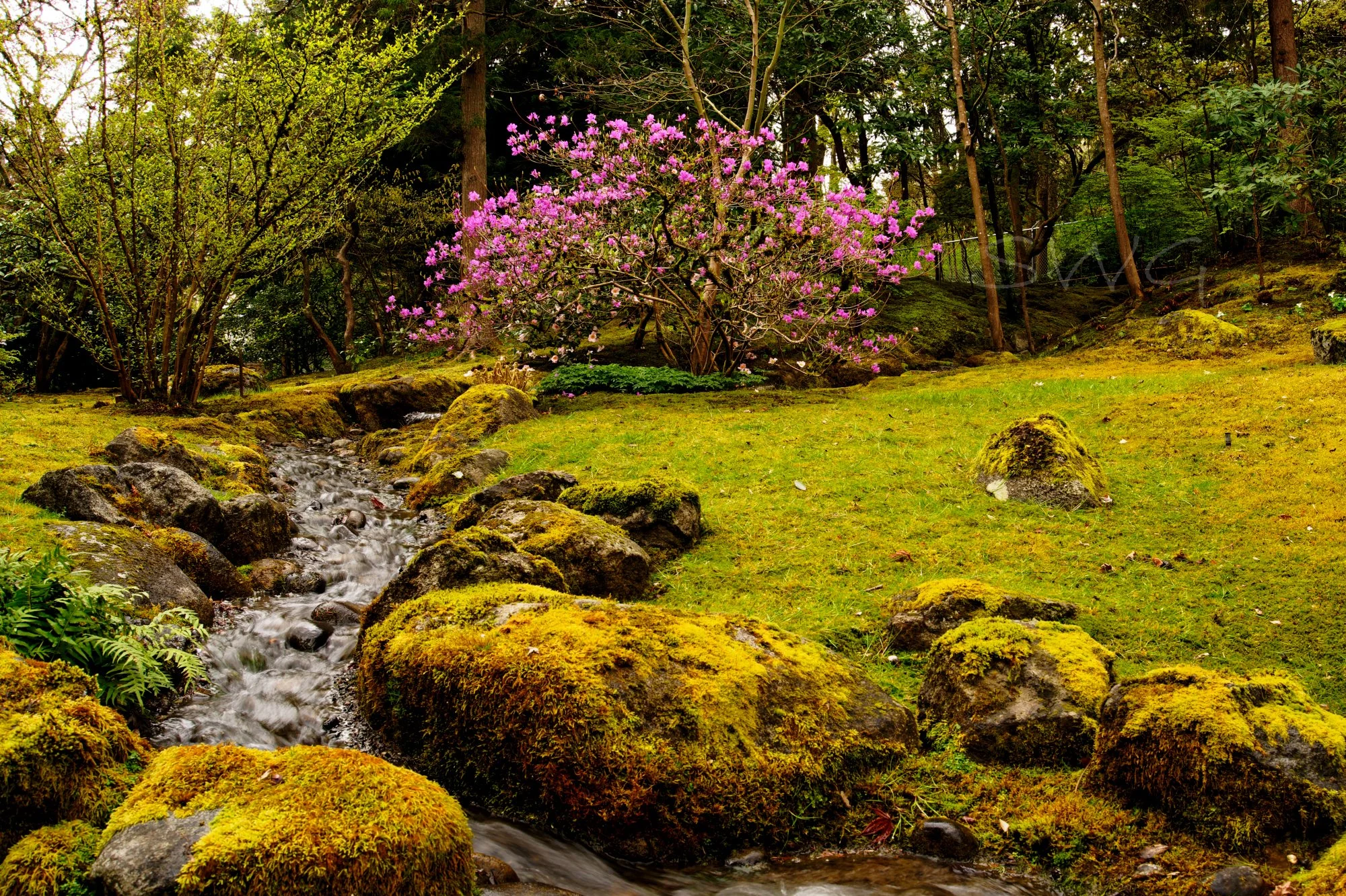 Pink garden WM.jpg