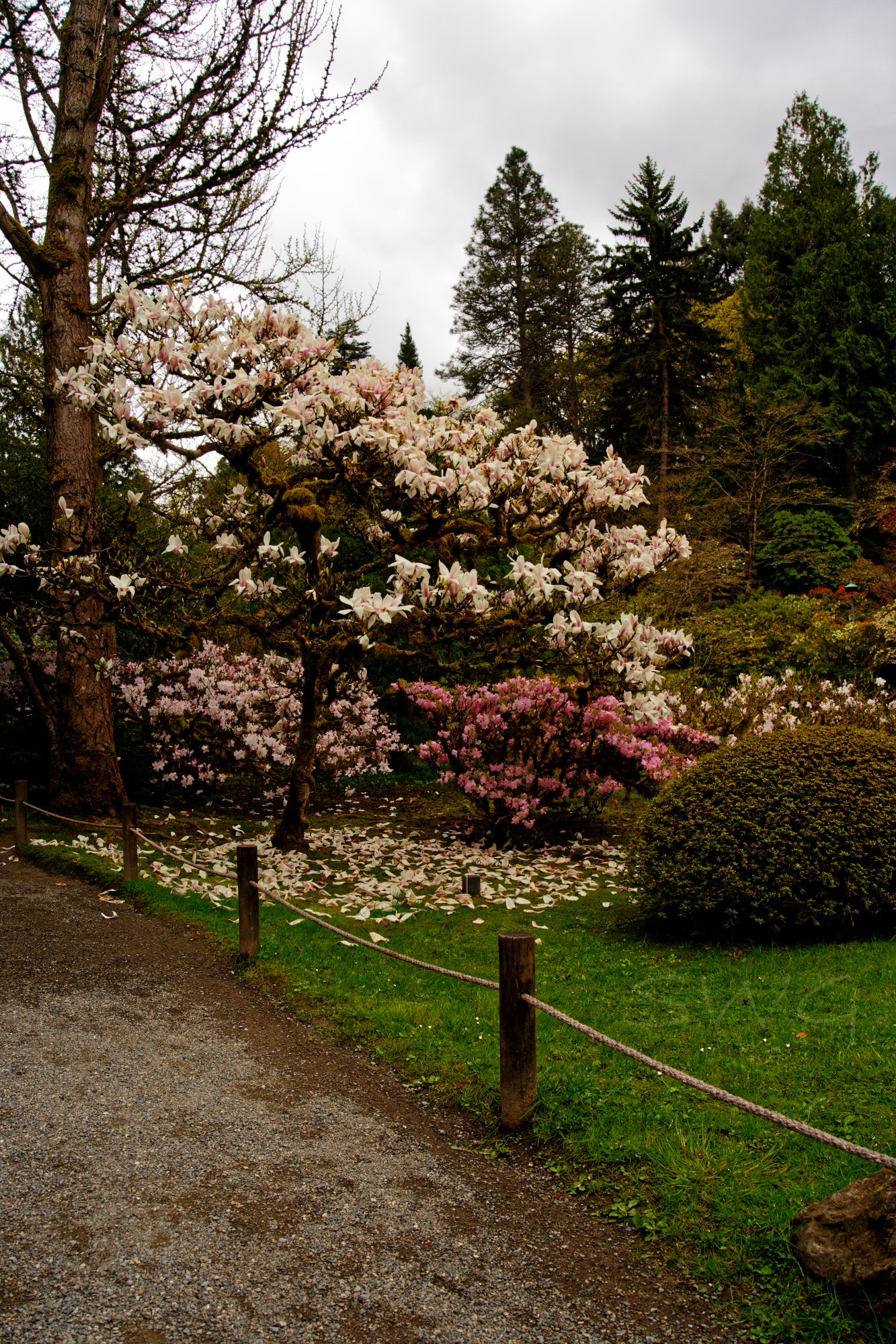 White garden WM.jpg