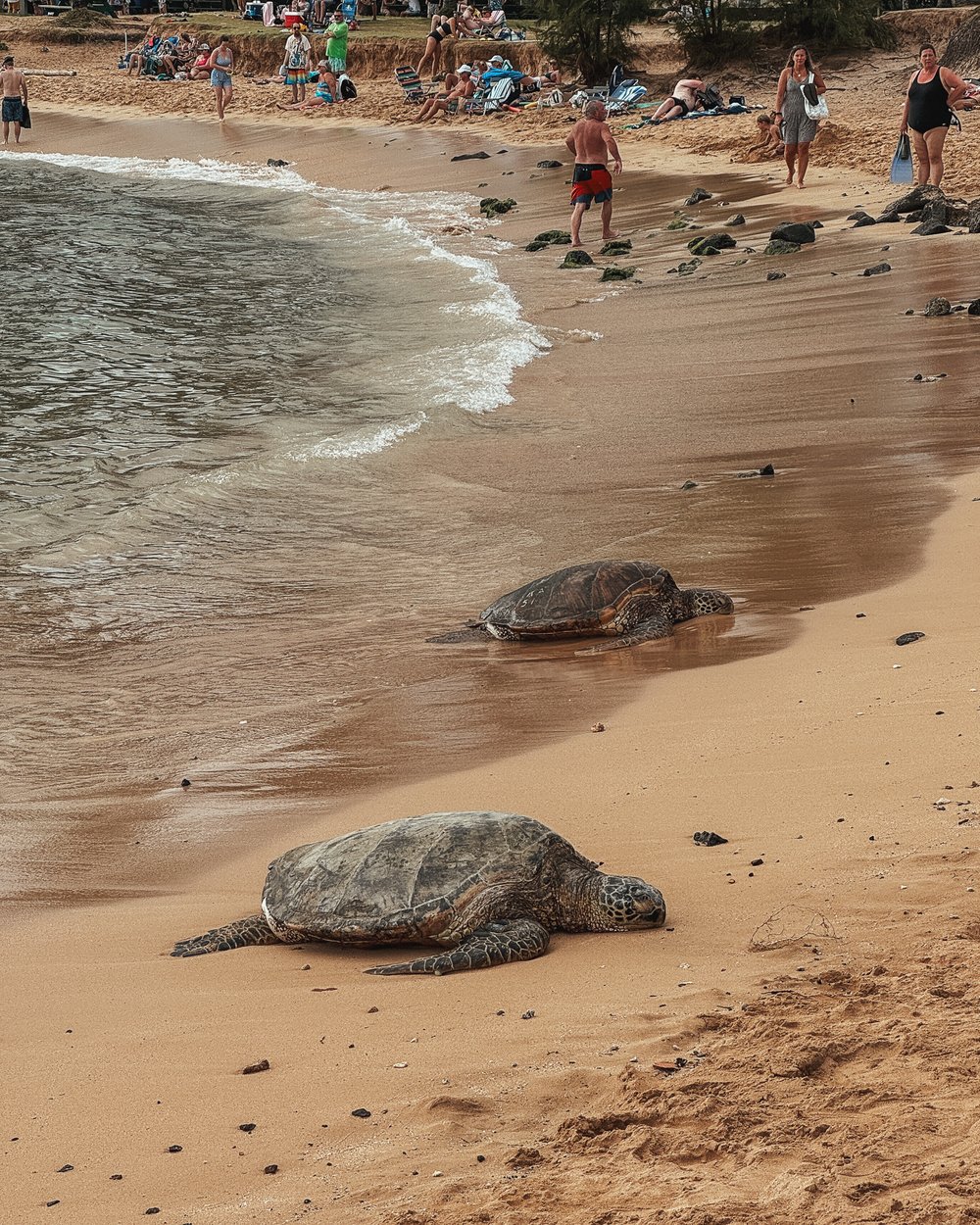  You’ll almost always see turtles or monk seals at  Poipu Beach  