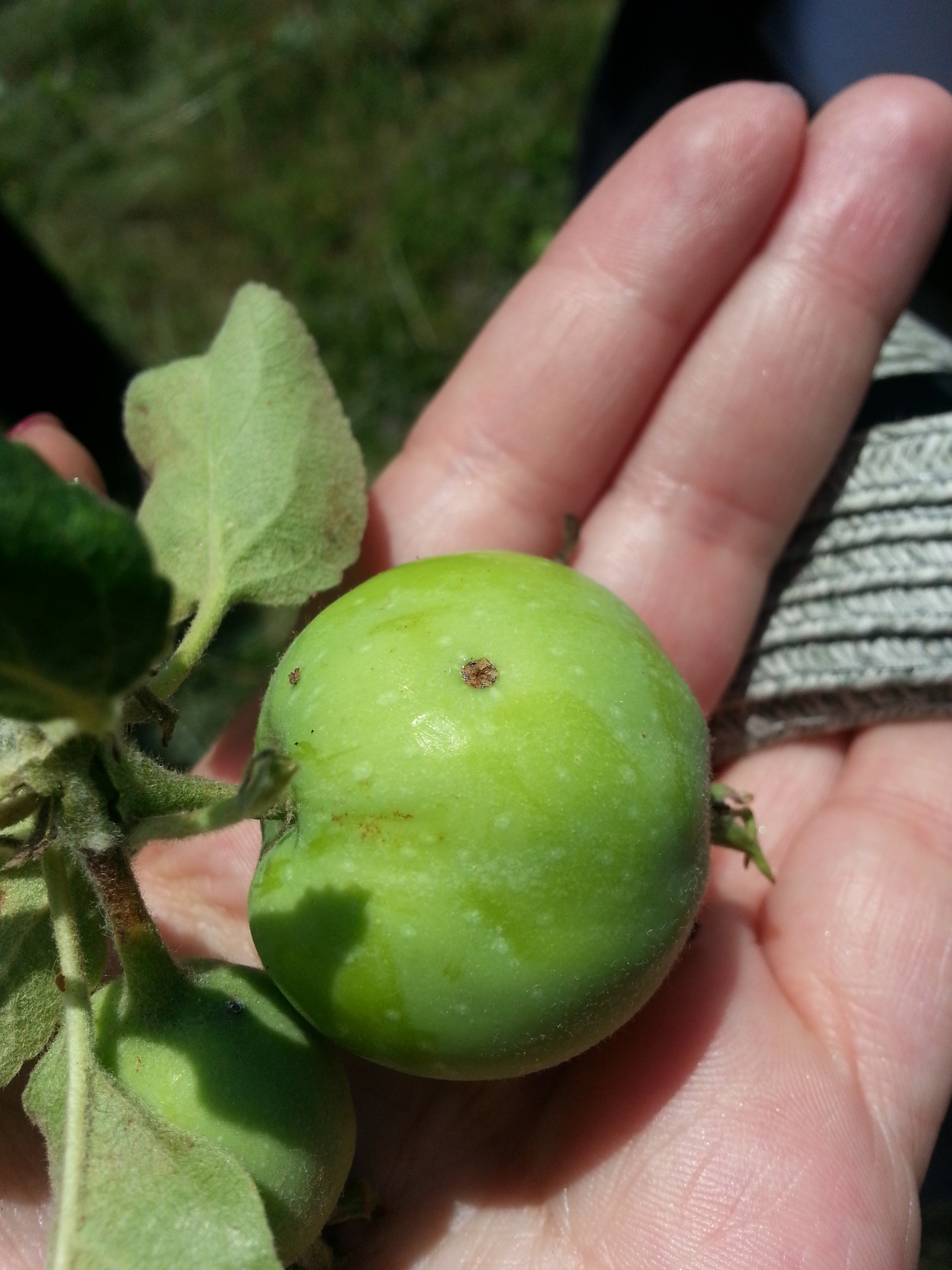 grandfather's grave in alba iulia apple from tree above grave june 9 2015.jpg