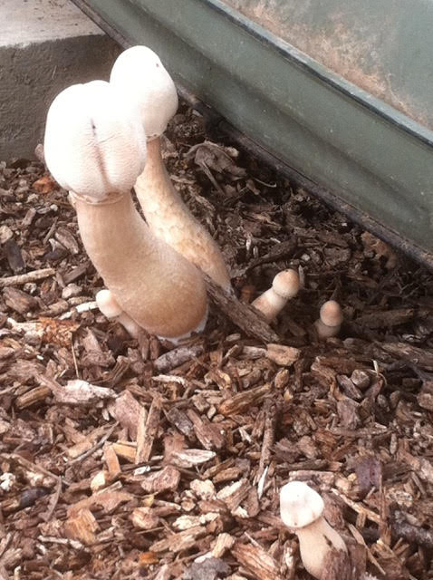 Outside 15 mushrooms.jpg