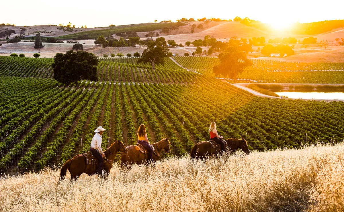 Where to Taste Wine in Paso Robles
