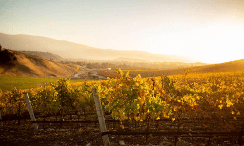 Santa Barbara Wineries