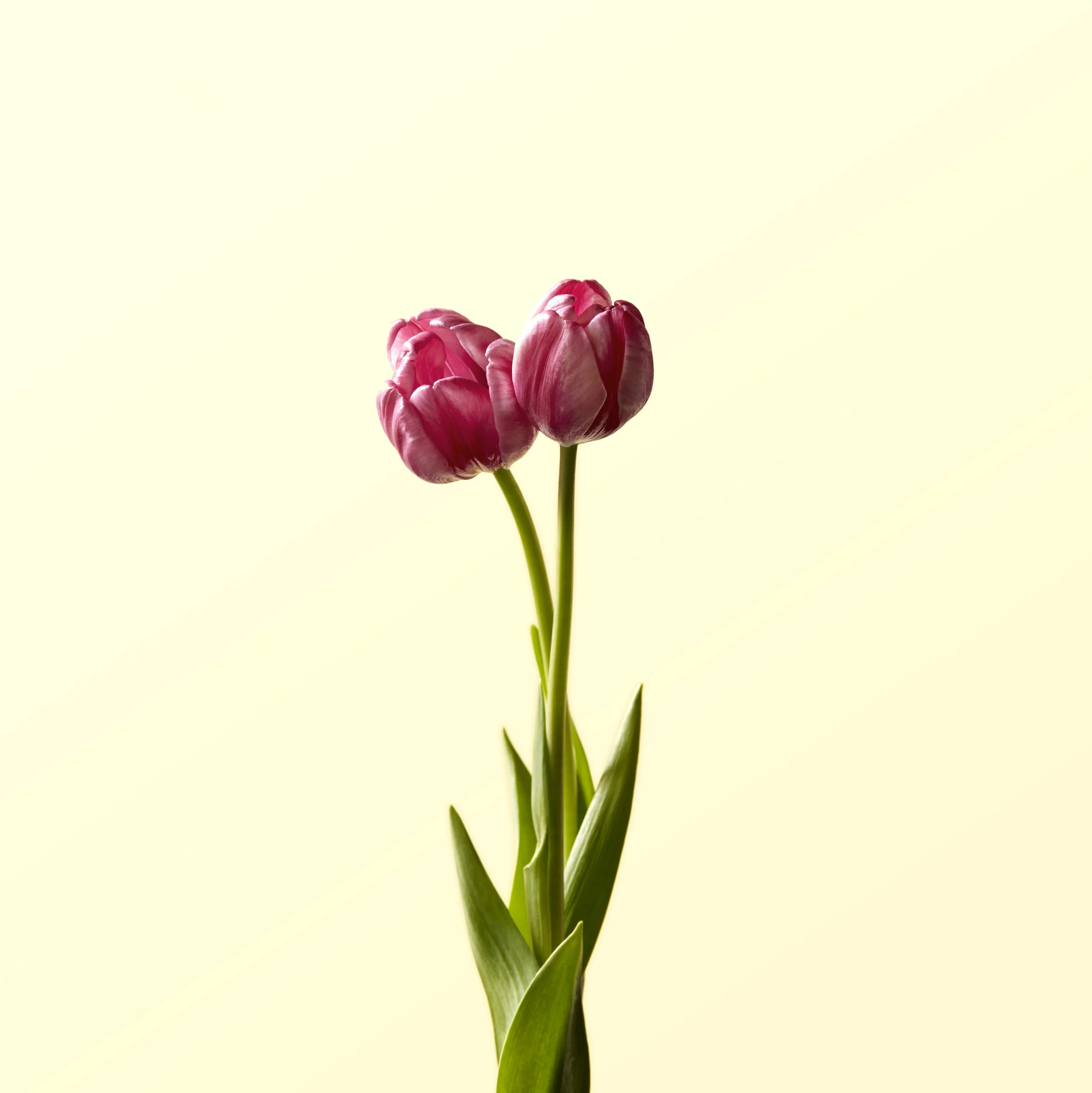 Union St Flower0088_JN.jpg
