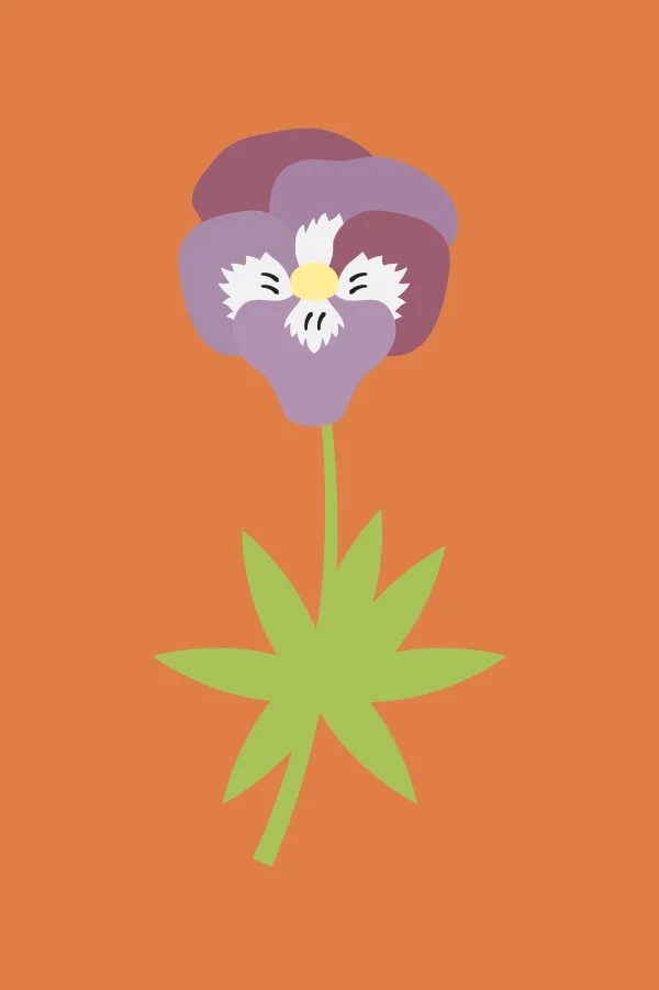 Pansy