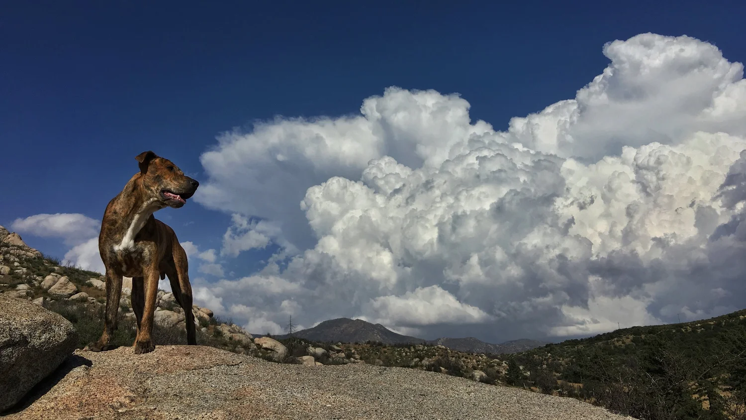 War Horse Creek Equine Assisted Reintegration Training For Veterans