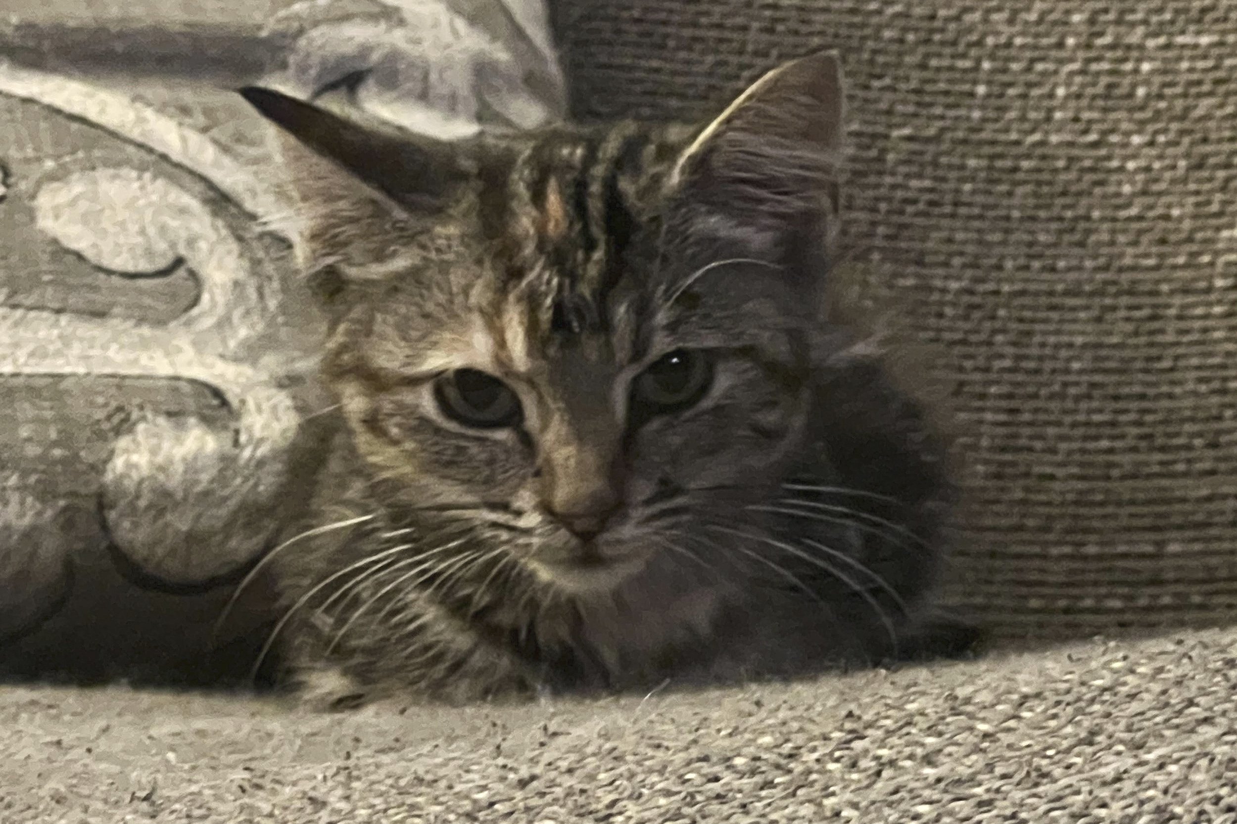 This is how Fritz looked about a week or two after visiting Dr. McKnight. She still weighed barely over a pound, but she was starting to explore.