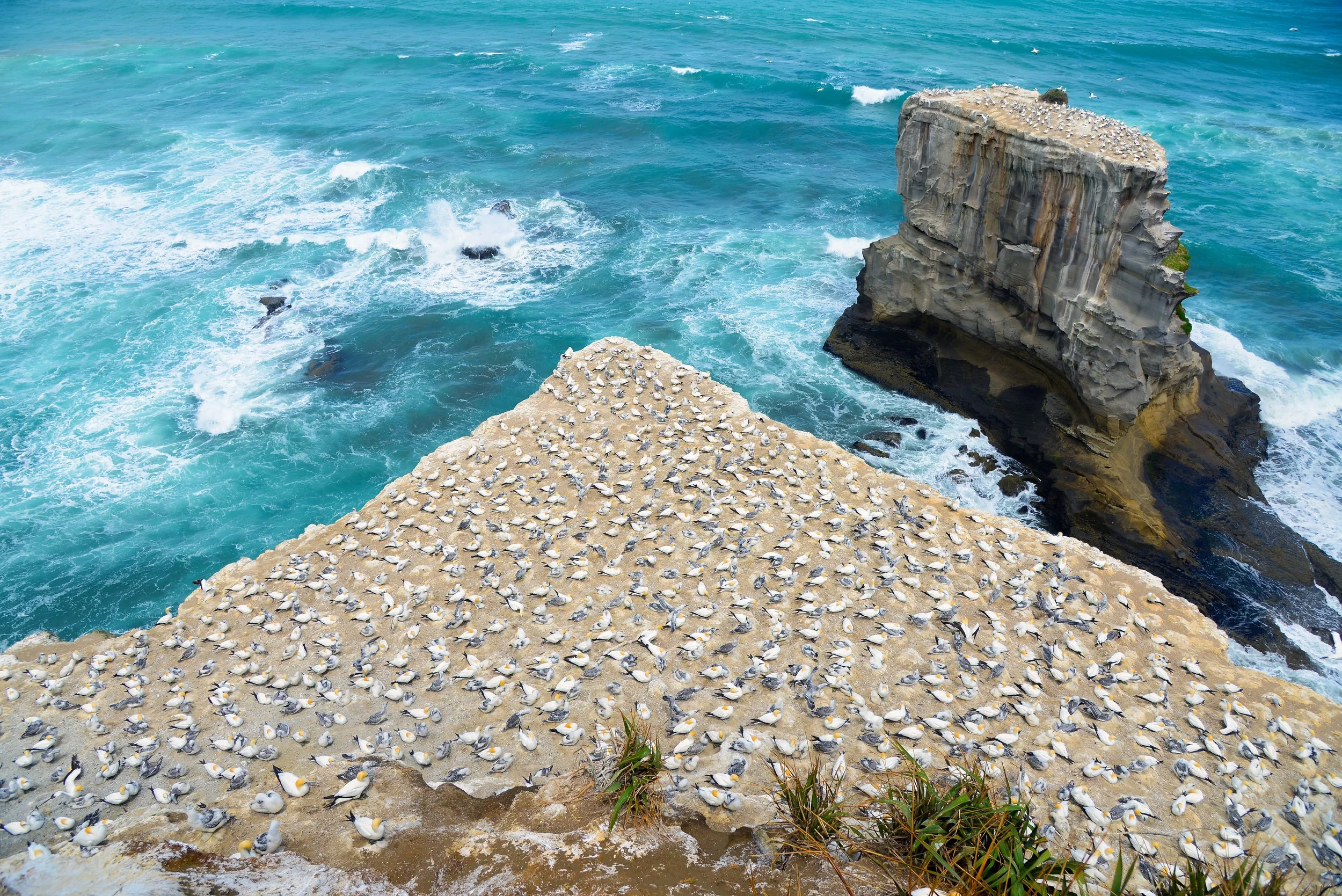 DISCOVER THE WEST COAST    Full Day Tour    NZD$295  /per Adult &nbsp;&nbsp;&nbsp;   NZD$165  /per Child under 12