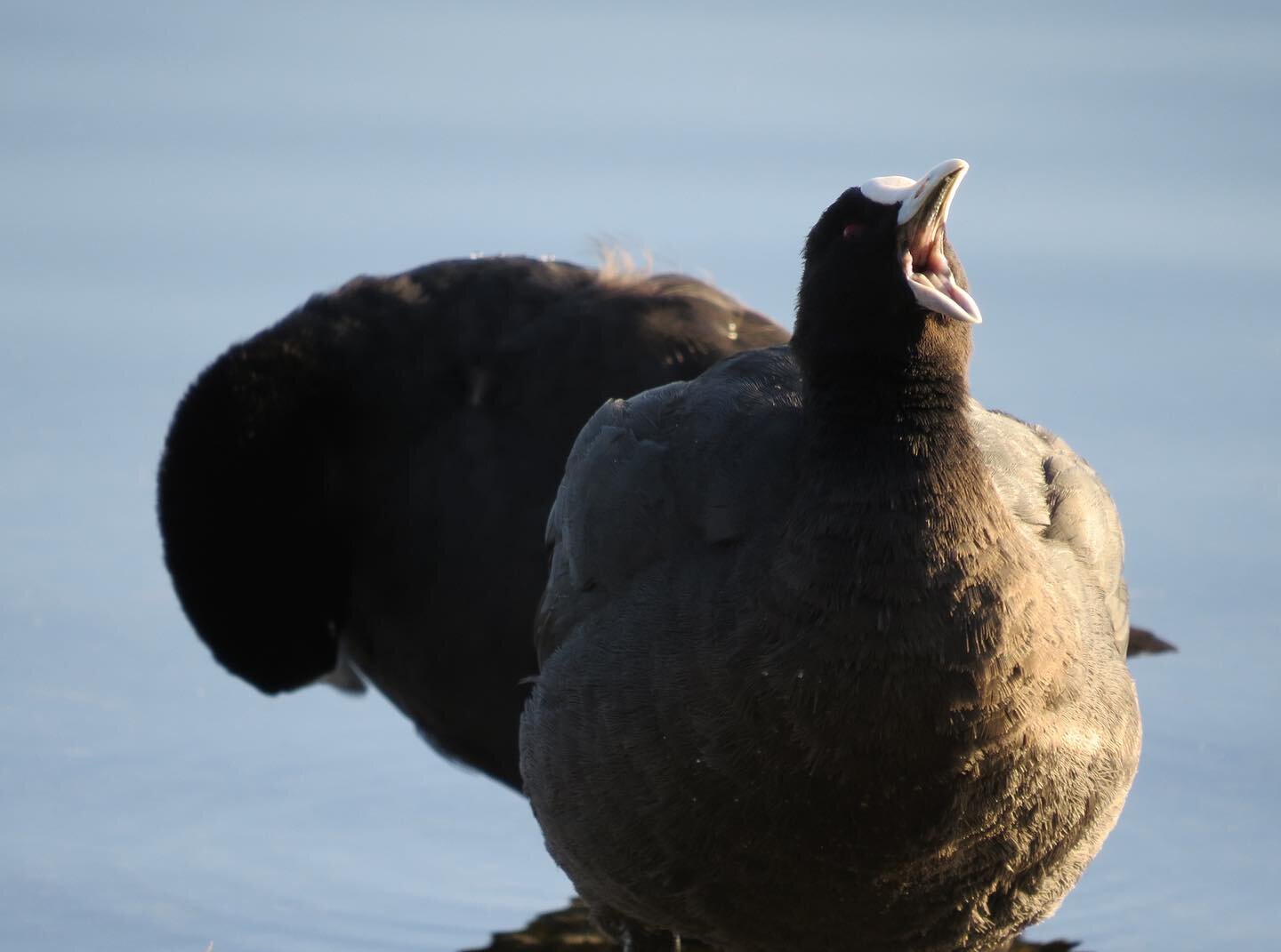 🚨 Poll coming to your inbox on Thursday to vote for the Autumn Walk location 🦜🦜🦜

In the meantime stretch those fingers and get ready to vote! 🗳️ 

And if you&rsquo;re not signed up to our newsletter what the heck are you waiting for? Sign up so