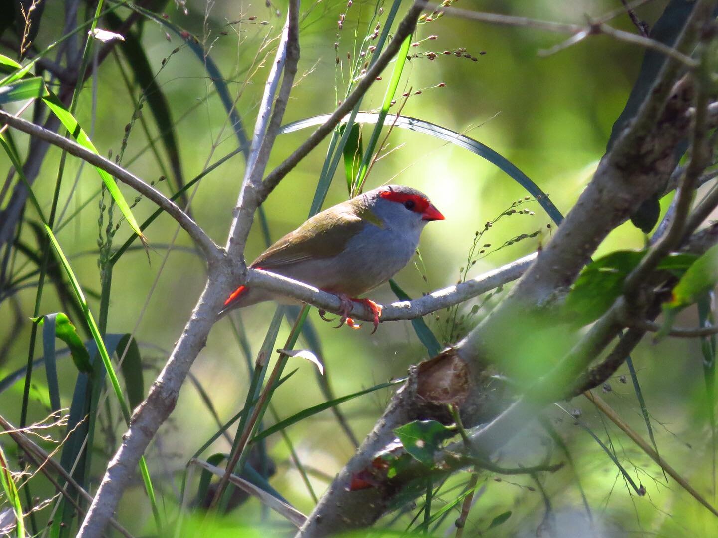 Vote for the location of our Autumn Walk! ✨Check your emails - the newsletter is out with three locations to choose from, all of which have these little beauties (a favorite of mine), the Red-browed Finch 😍

Thanks to everyone who&rsquo;s voted so f