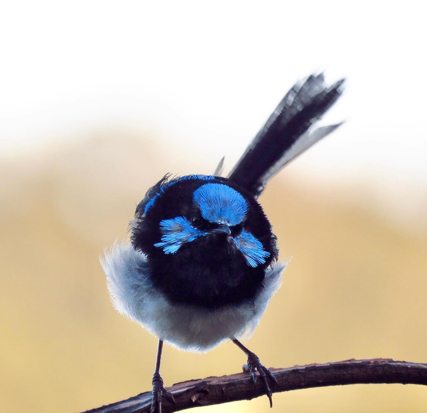 Today&rsquo;s the last day to vote for our Autumn Walk location 🗳️ Link is in our last newsletter 😊 The winning location will be announced this week with bookings opening in our newsletter so keep your eyes peeled 👀 

🐣🐣🐣

#superbfairywren #bir