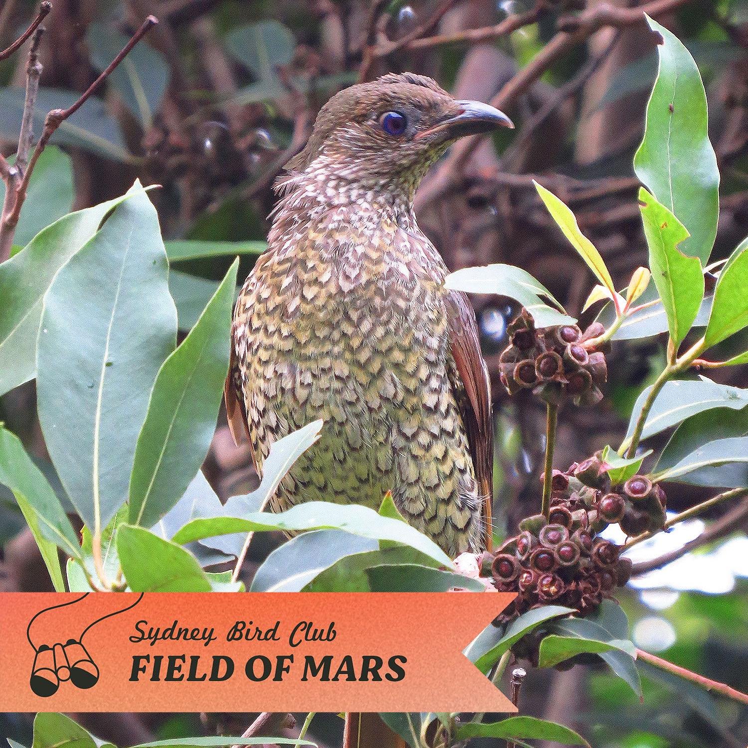 In the lead up to next weekend&rsquo;s walk I&rsquo;ll be sharing birds we might see at the Field of Mars Reserve 😊 

This is a juvenile Satin Bowerbird. I saw it in March alongside a female adult Satin Bowerbird 🪺 

Male and female immature Satin 