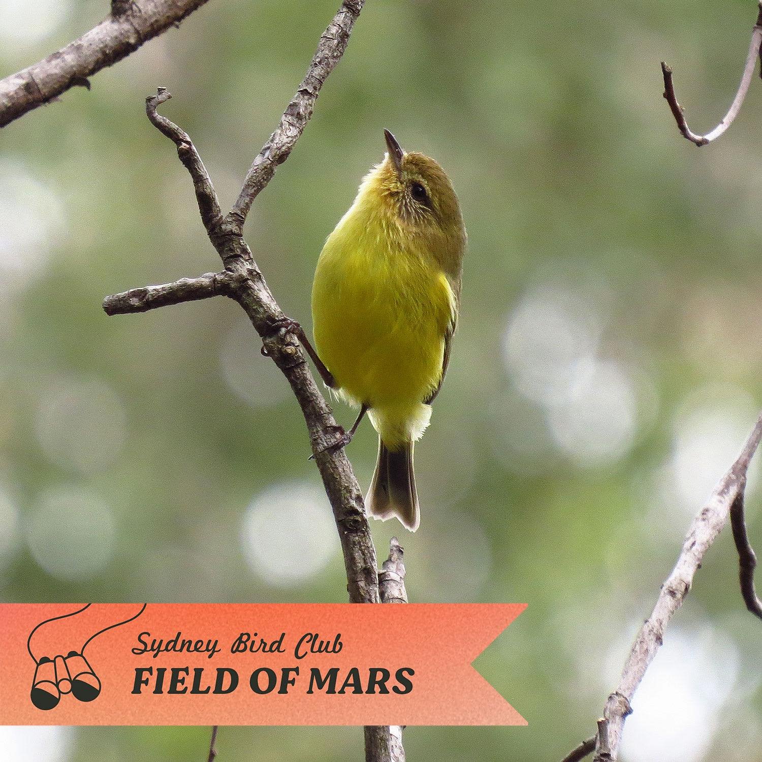We&rsquo;ll be looking out for this bright little bird, the Yellow Thornbill at Field of Mars next weekend ✨

These tiny birds can be seen darting in and out of the trees toward the canopy and while sometimes difficult to spot, they&rsquo;re unforget