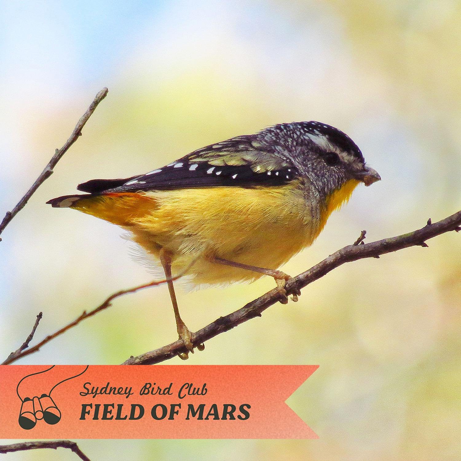 We&rsquo;ll be looking for the lovely little Spotted Pardalote on next weekends walk at Field of Mars✨

These bright little birds can be hard to see as they dart about, but are worth the effort and patience to get a good look at their beautiful pluma