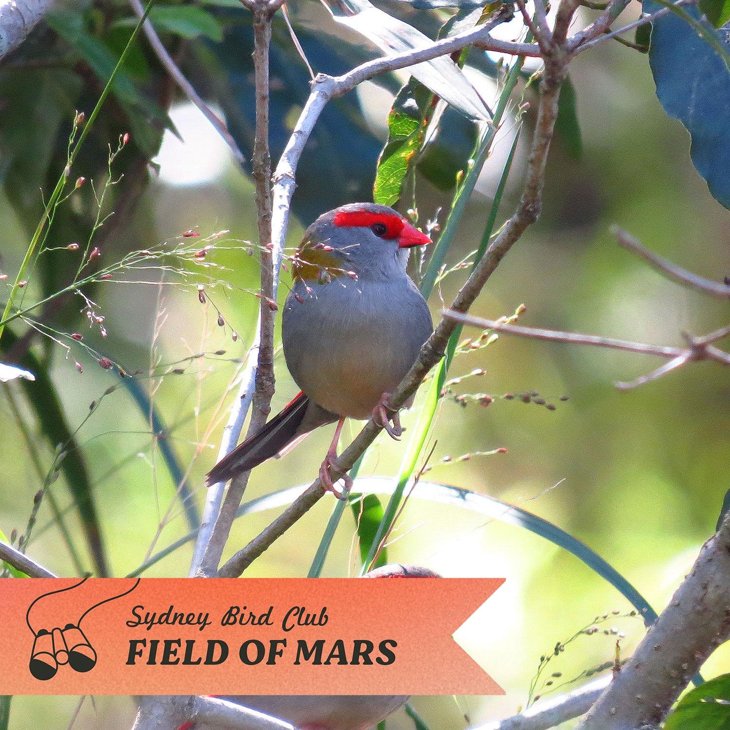 So excited for the Autumn Walk on Sunday! We&rsquo;ll be looking out for Red-browed Finches at the Field of Mars Reserve including some juveniles that are super cute and will be with the adult finches ✨ The easiest way to identify them is their assoc