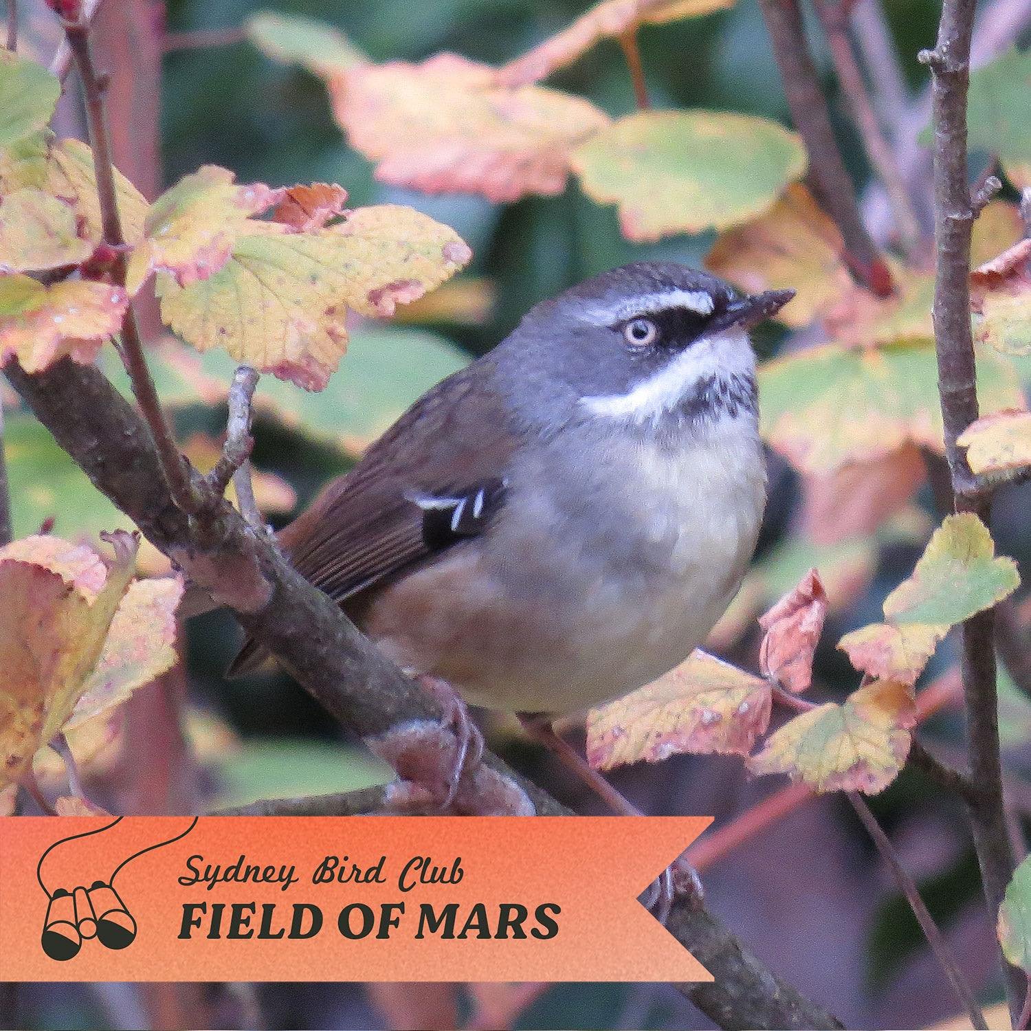 Australia&rsquo;s most common scrubwren, the White-browed Scrubwren✨ To find it on Sunday we&rsquo;ll need to look down instead of up as these birds are often seen close to the ground 🌱 

Such a stern looking little bird! Whenever I&rsquo;m painting