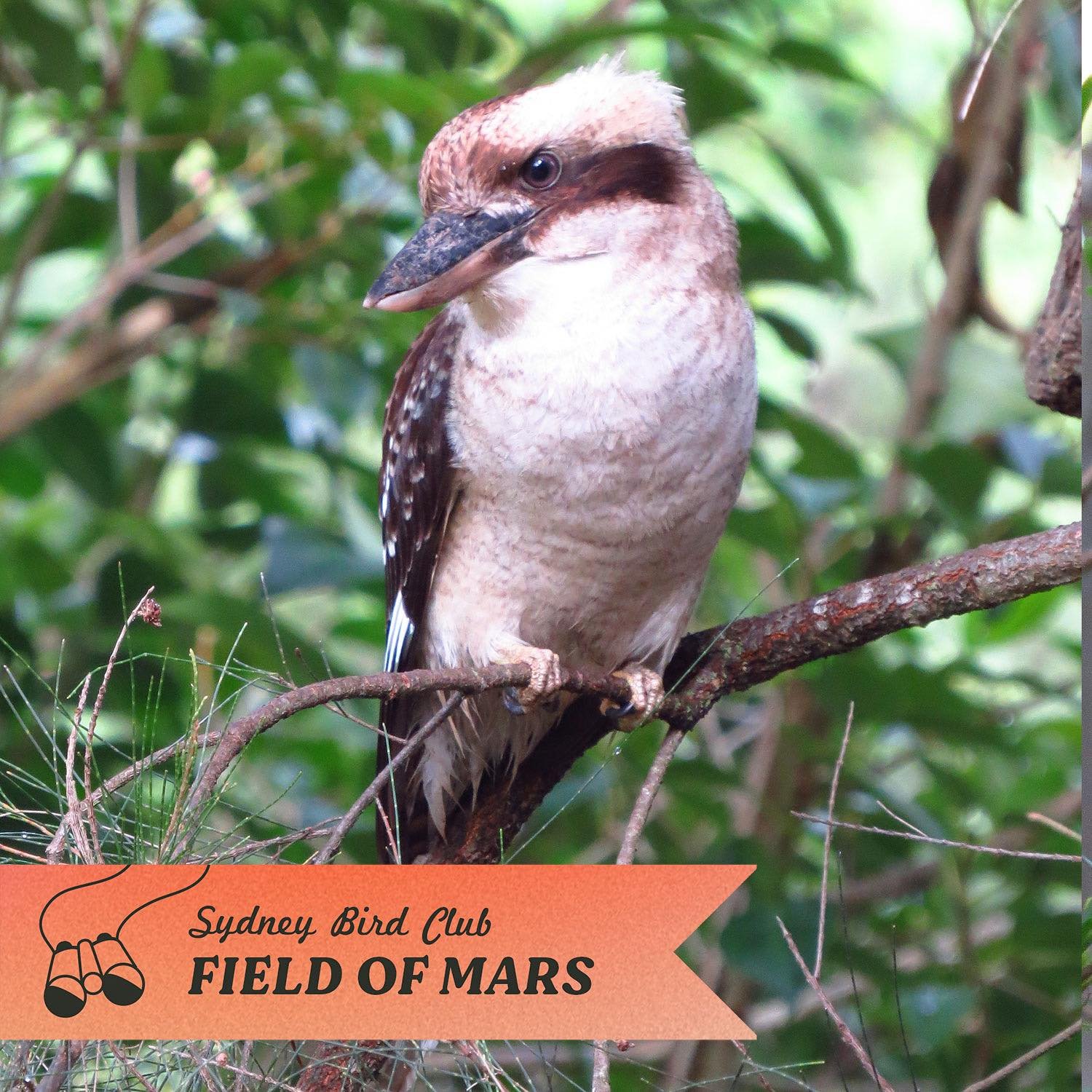 Our last Field of Mars highlighted bird before the walk tomorrow! This one&rsquo;s a guaranteed sighting as the reserve has so many Laughing Kookaburras perched beautifully or grabbing a worm or two from the ground in plain sight 🐛 

This icon of Au