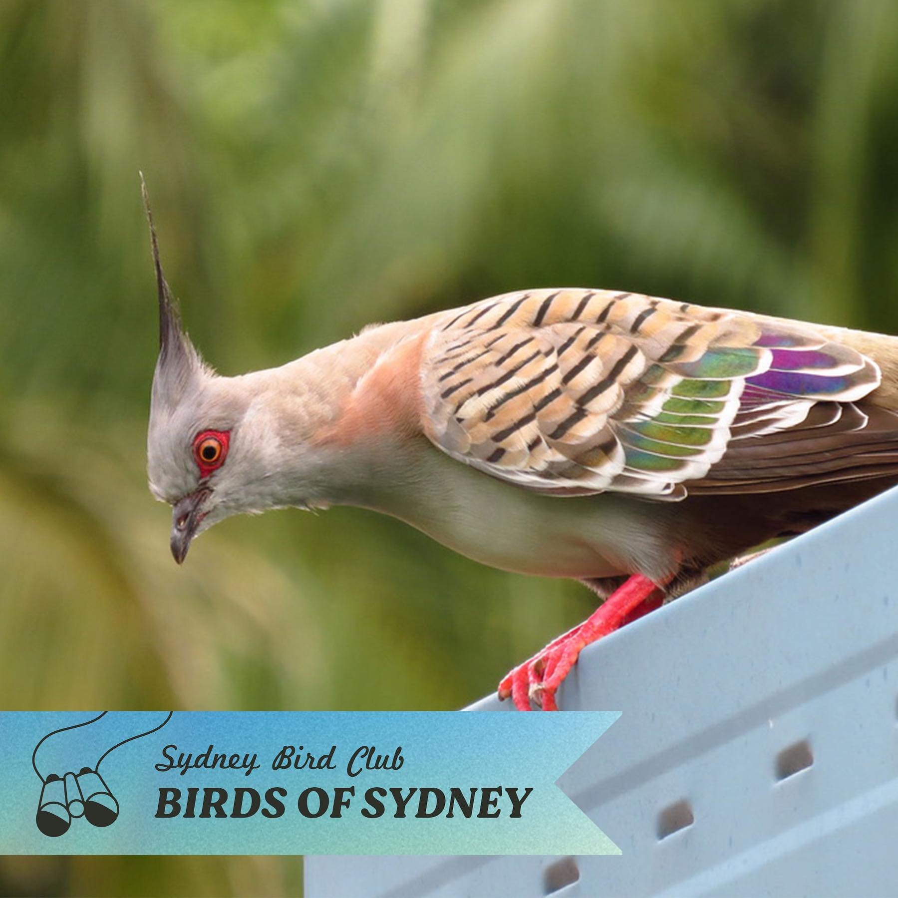 Crested Pigeons are everywhere in Sydney, but these common birds haven&rsquo;t always been here. In their former life they preferred drier inland areas, but expanded their habitat in the 1980&rsquo;s to cities including Sydney 🧳🐦 

These ground fee