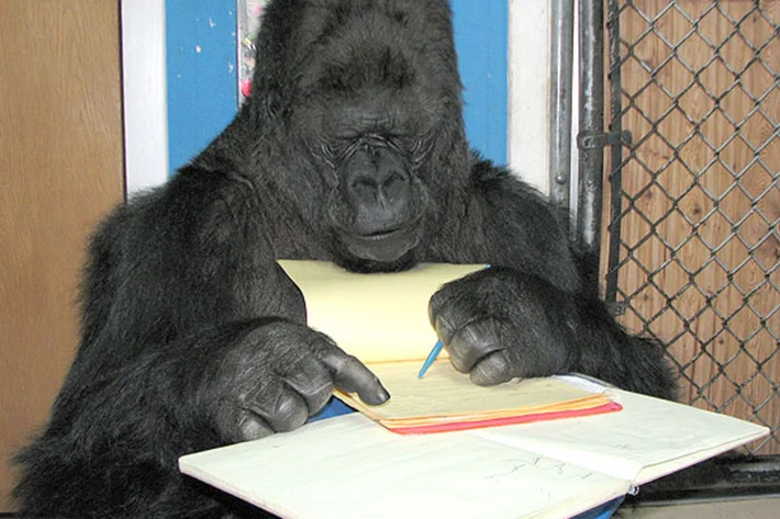 21-koko-the-gorilla-read-2.w710.h473.jpg