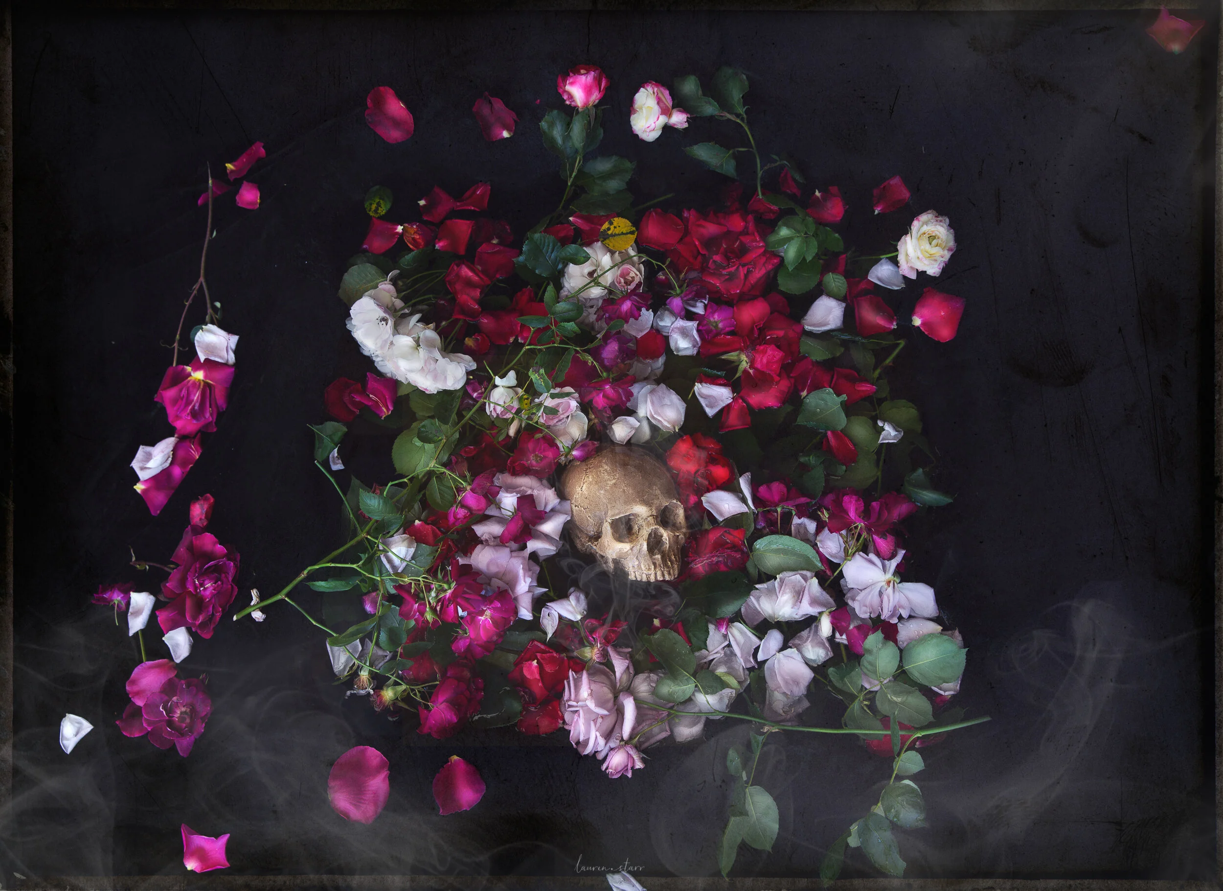Human skull in bed of colourful roses by Lauren Starr