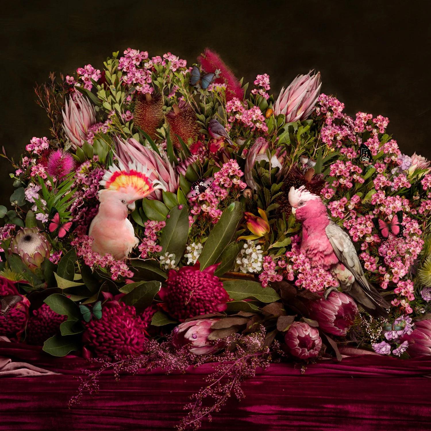pink-galah-flowers-square.jpg