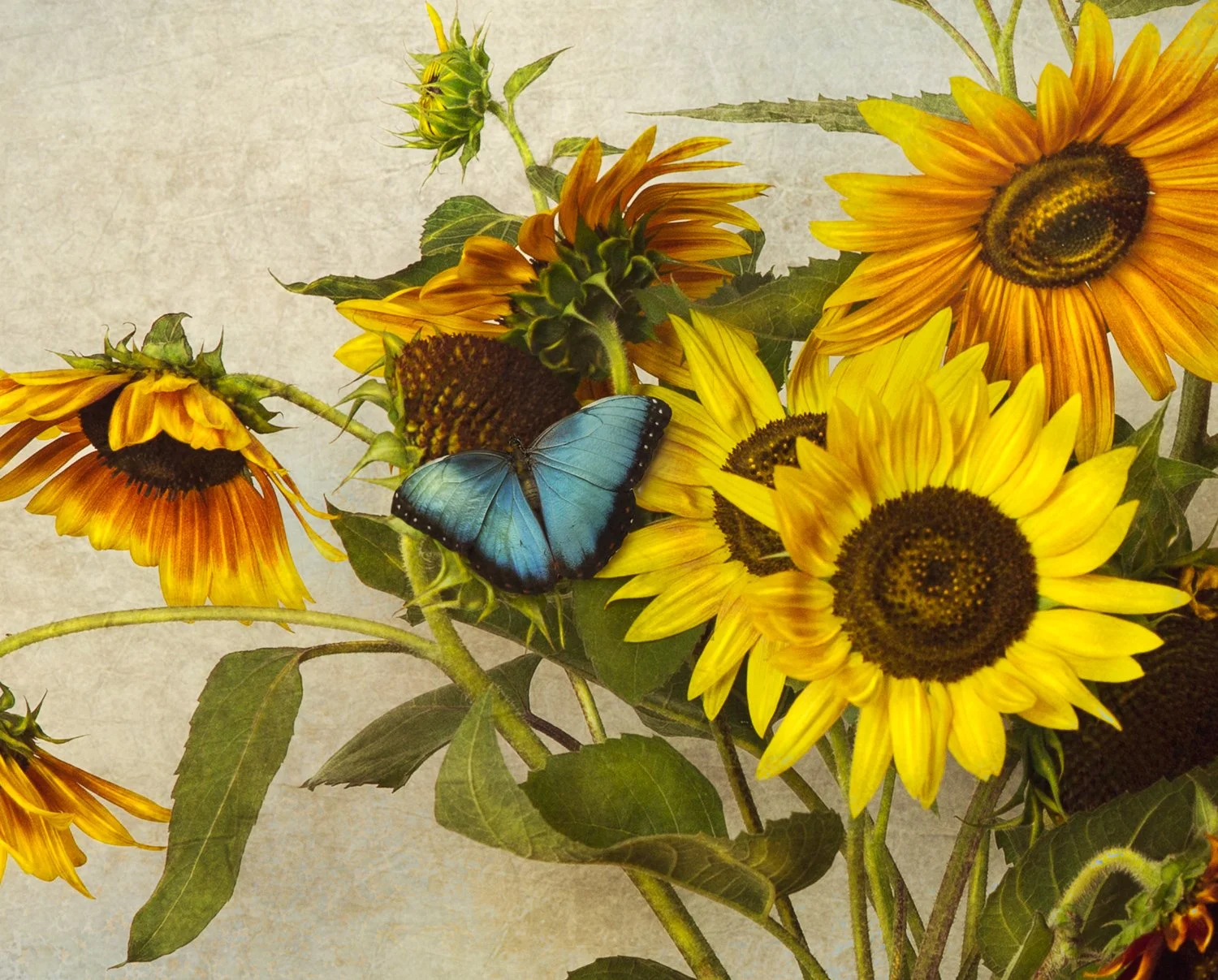 lauren-starr-bluebird-stilllife-vanitas-memento-mori-sunflowers-3.jpg