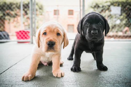 black+and+blonde+at+glossy.jpg