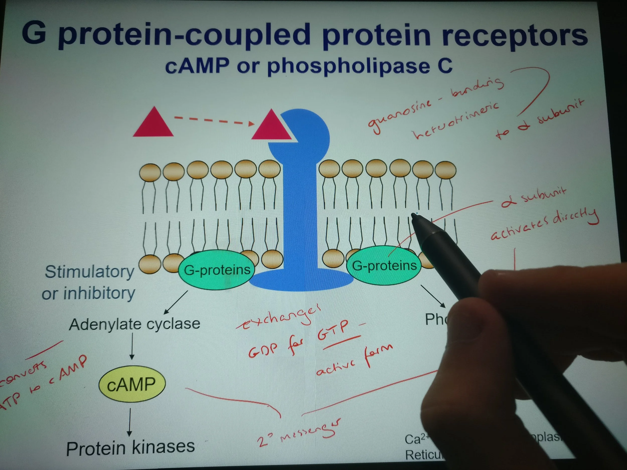 Slide: Dr Nick Hepcroft, 'What is Homeostasis'