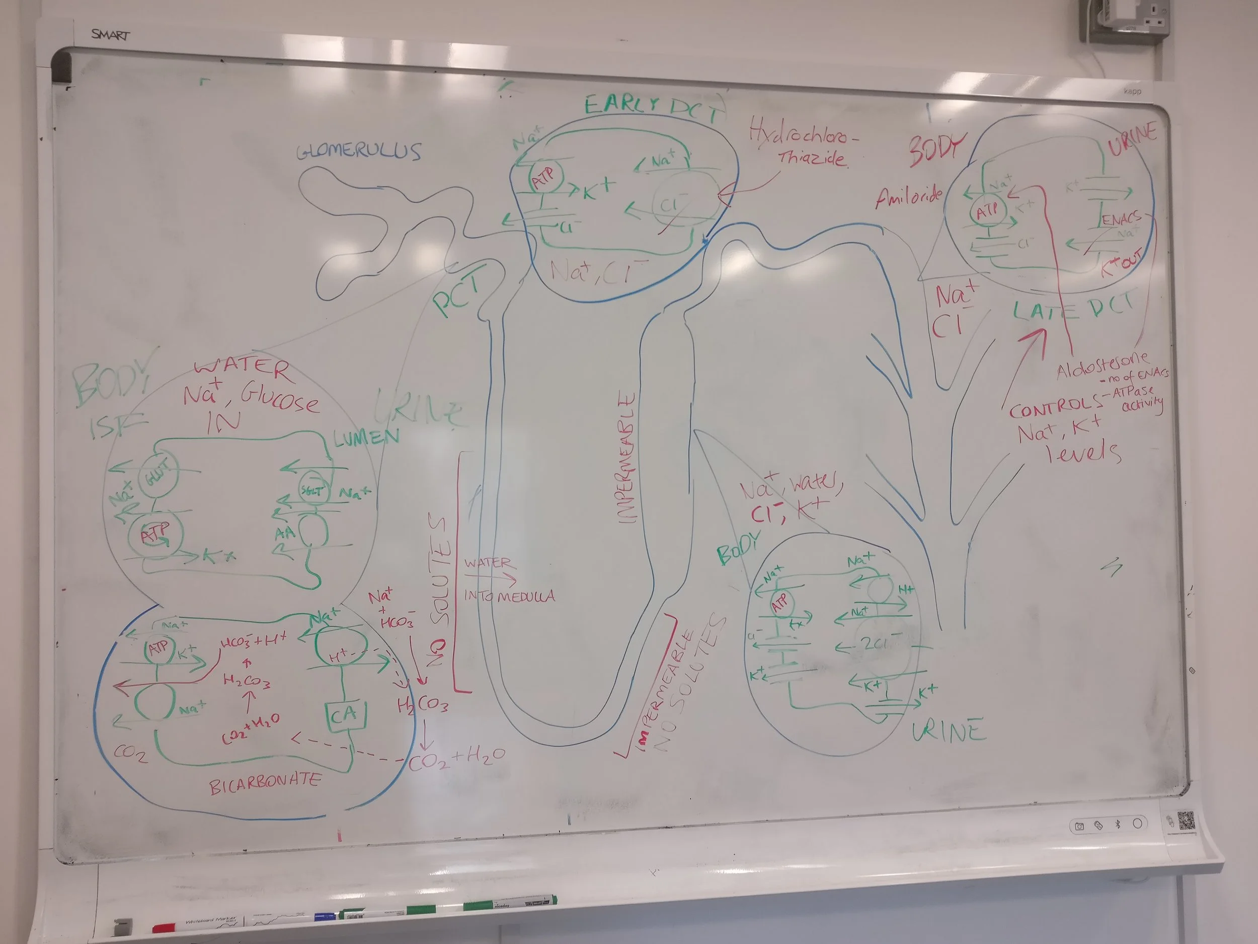 The nephron, in all its disjointed, multicoloured glory