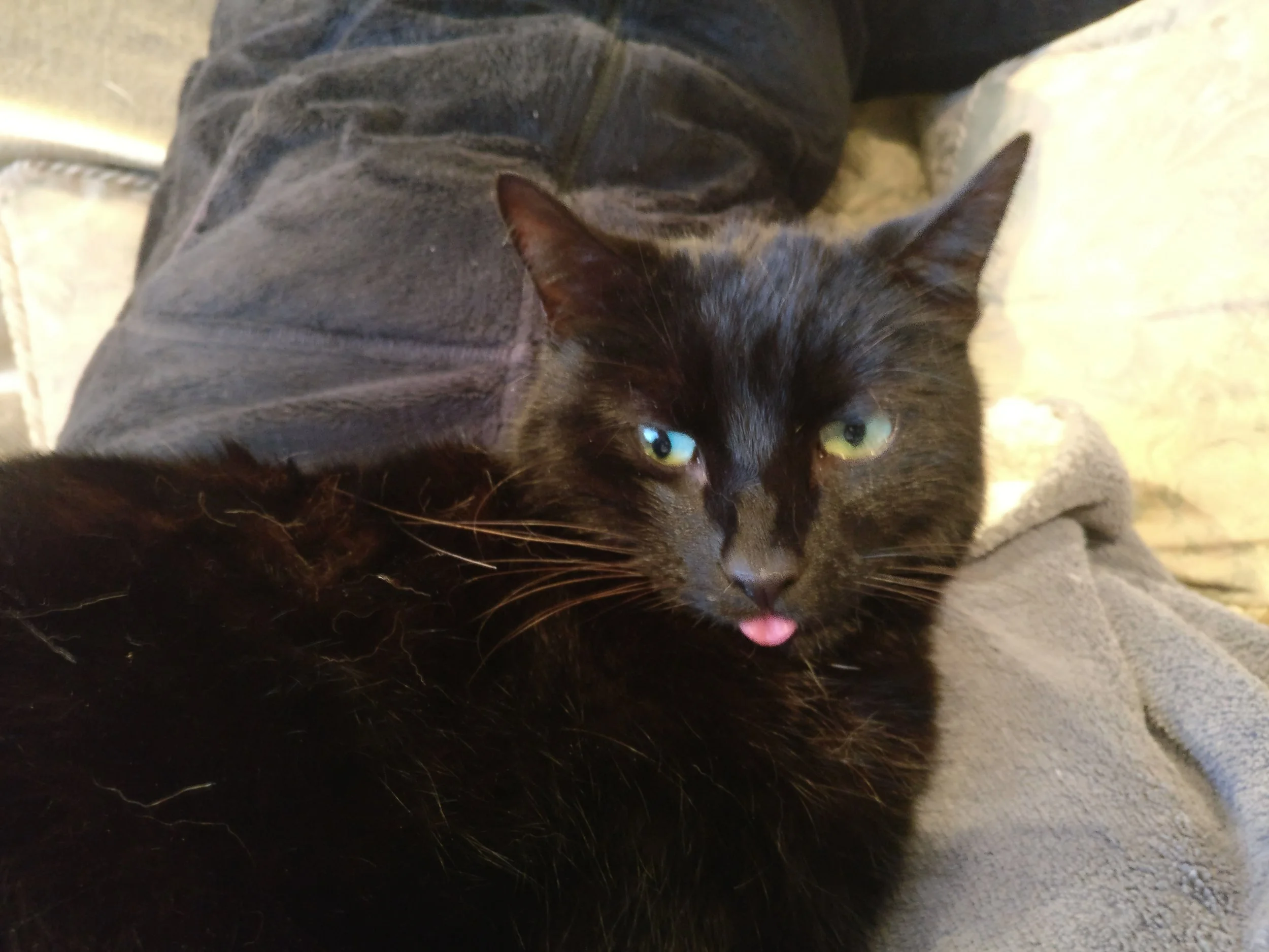 I suspect my cat might be simple