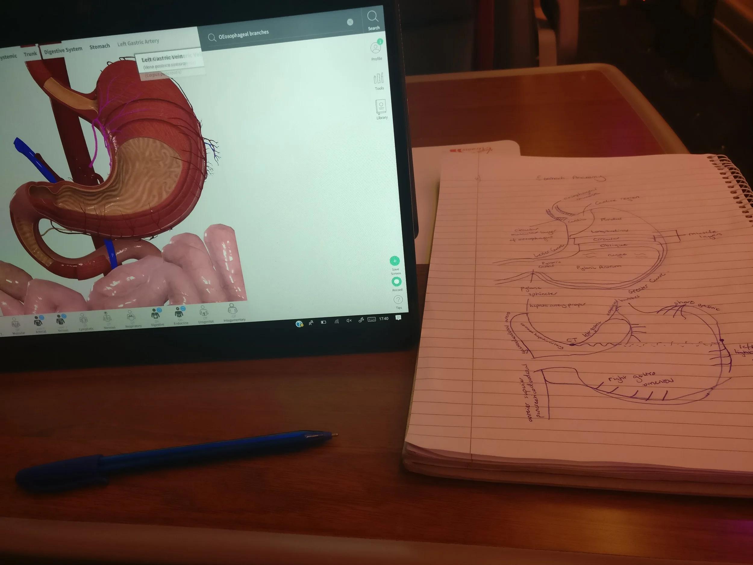 Drawing stomachs on the train