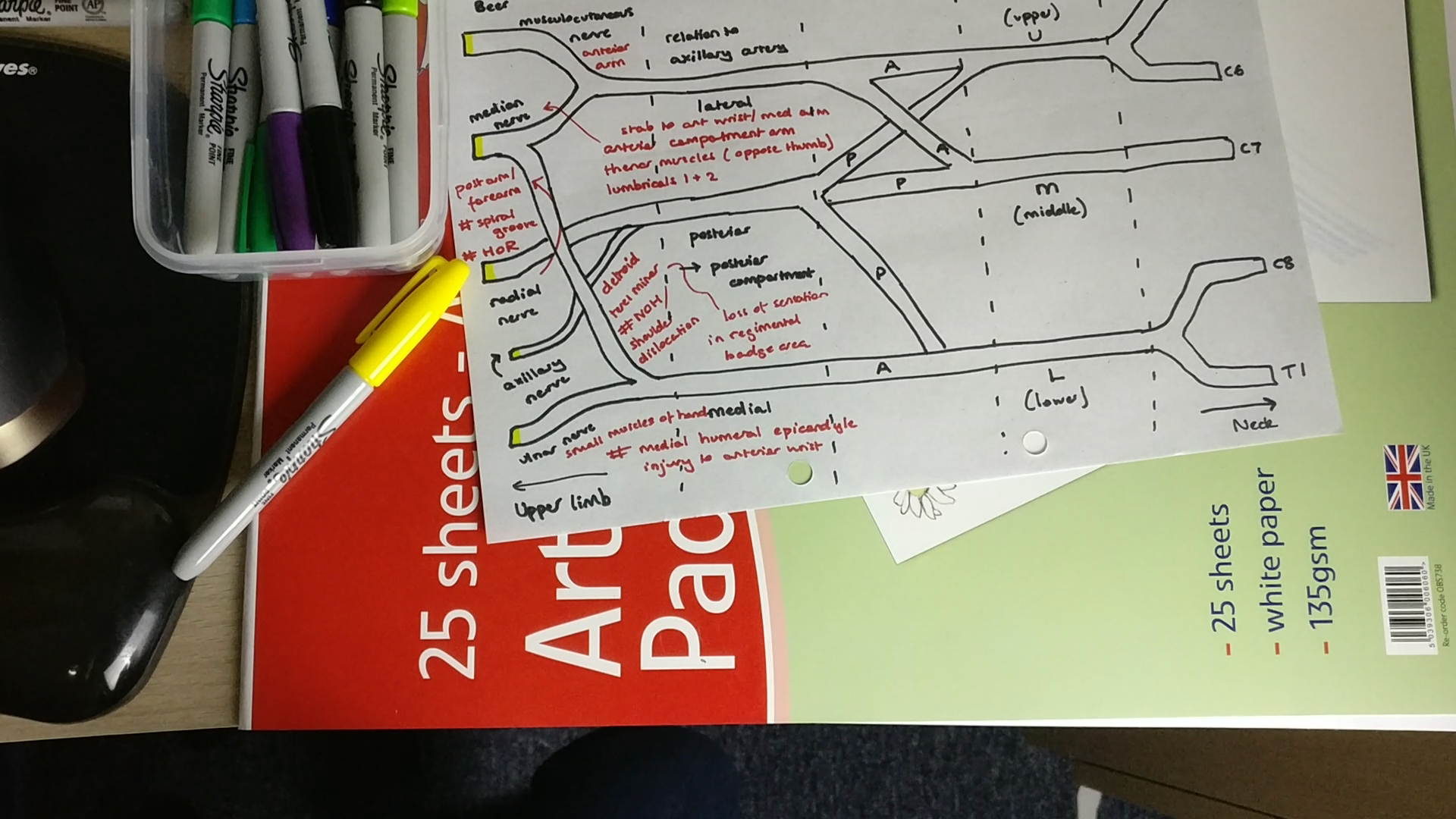 My rough attempt at the brachial plexus with crammed notes