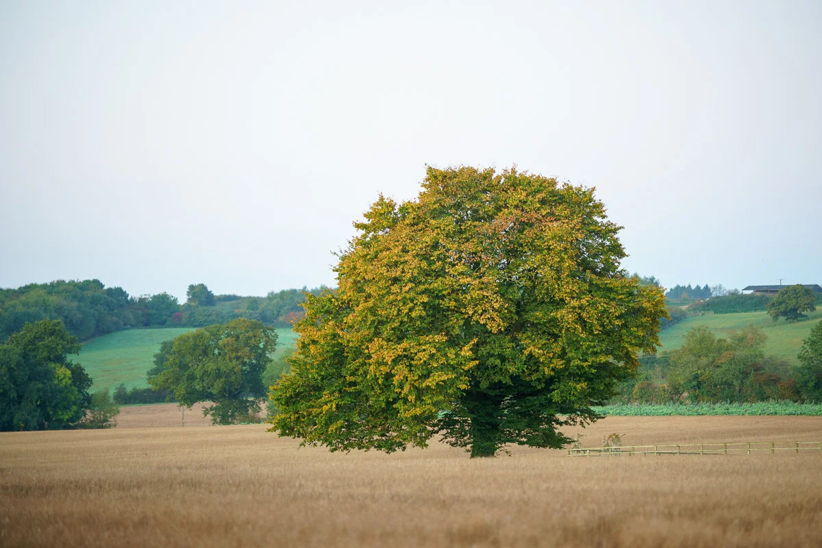 #1 - Beautiful solitary tree
