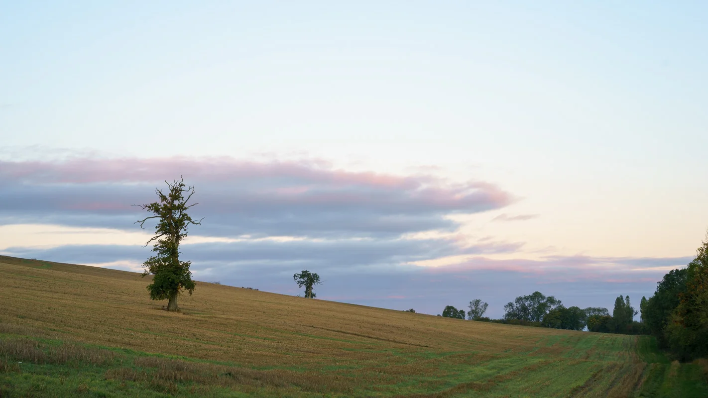 #5 - The tree I photographed last time too