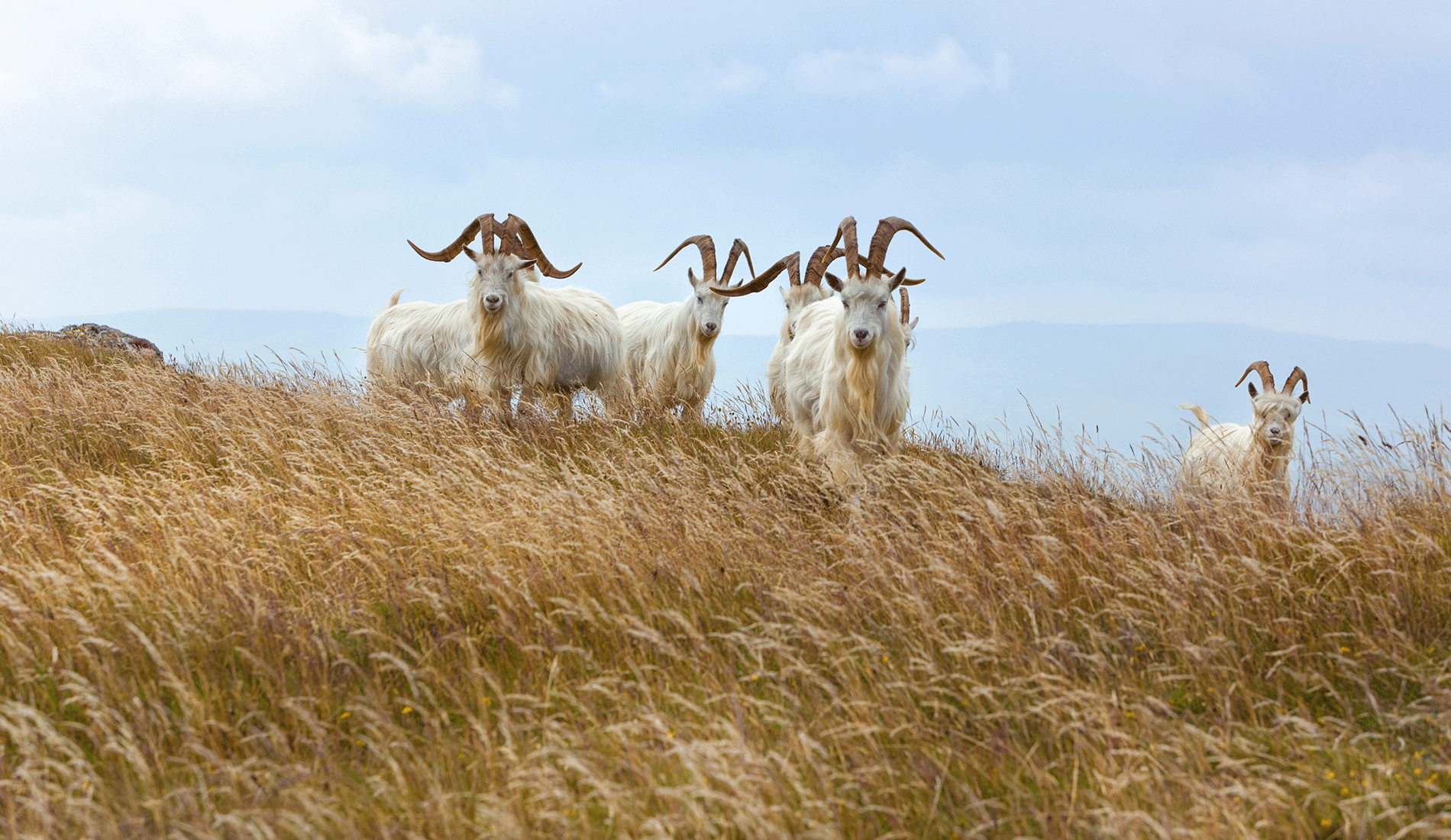 CO Comments on ASOS Animal Ban