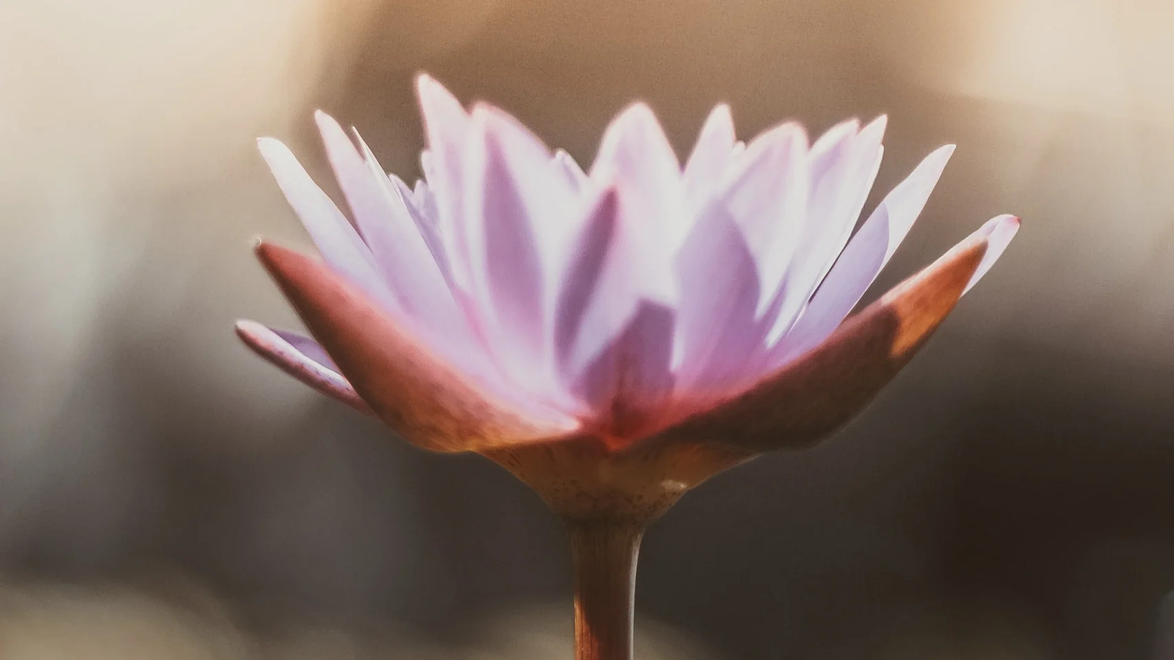 lotus-angela-blank.jpg