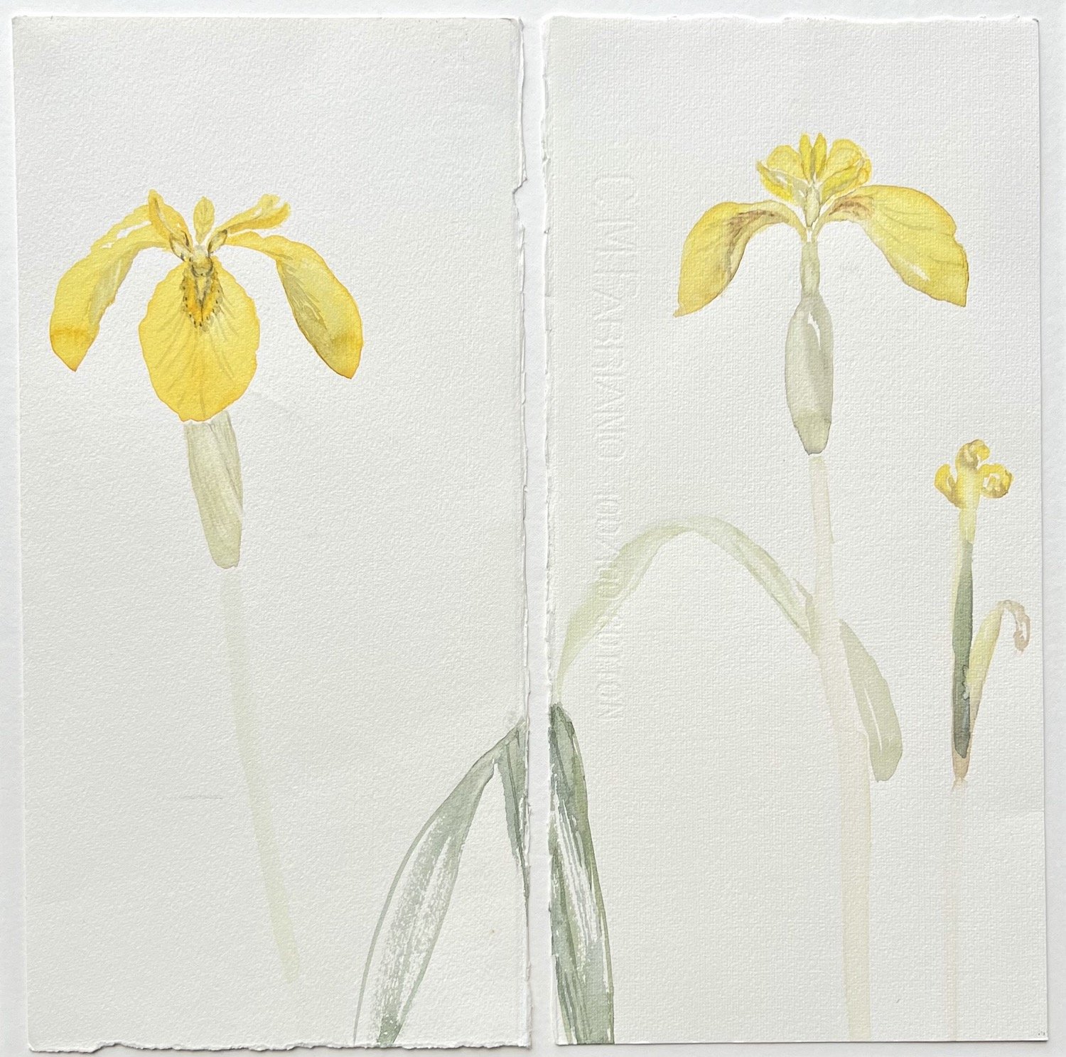 flag iris, iona - watercolour on paper - 35 x 35 cm