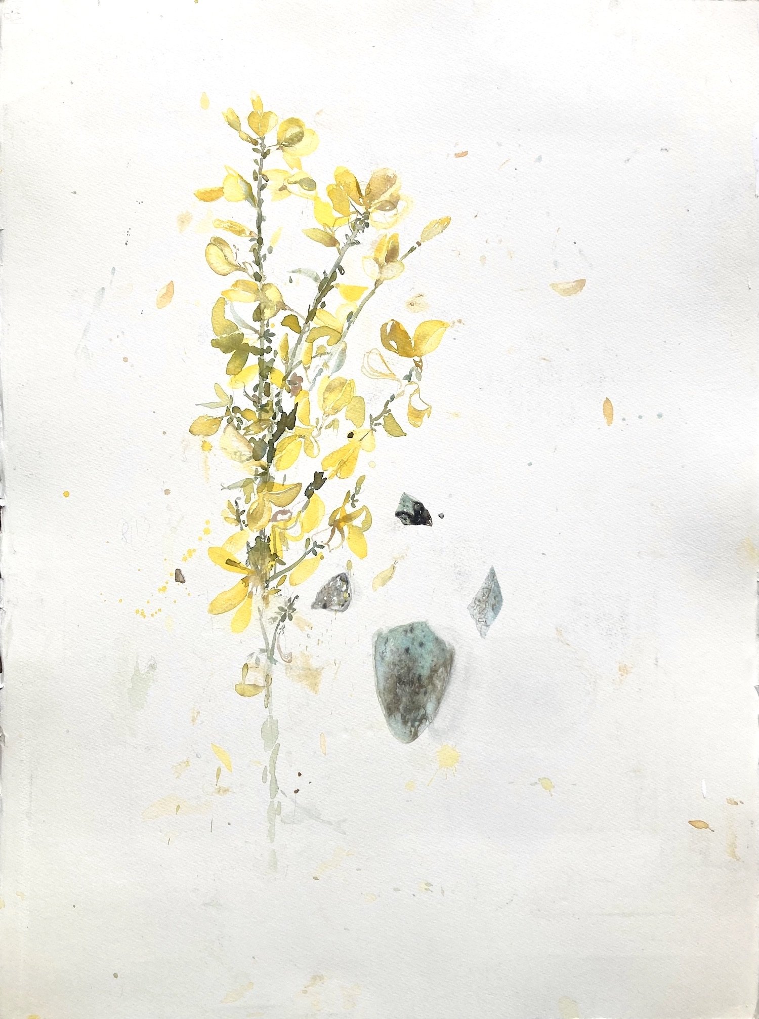 yellow gorse and blue guillemot's egg - watercolour on paper - 55 x 75 cm