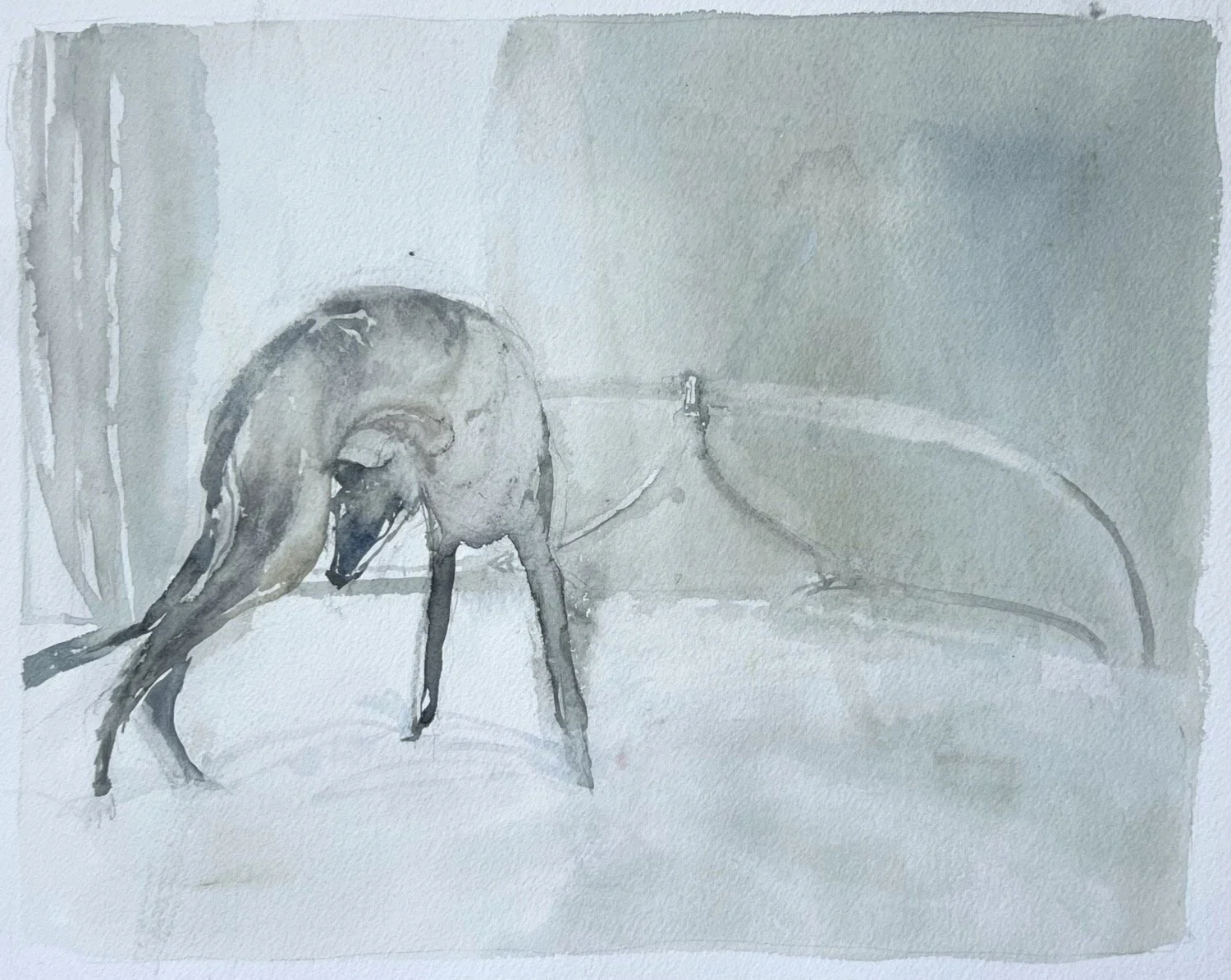 morning, whippet - watercolour on paper - 30 x 37cm