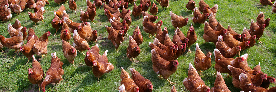 .... Specialists in optimising free range egg production .. Yn arbenigo mewn cael y gorau wrth gynhyrchu wyau maes ....