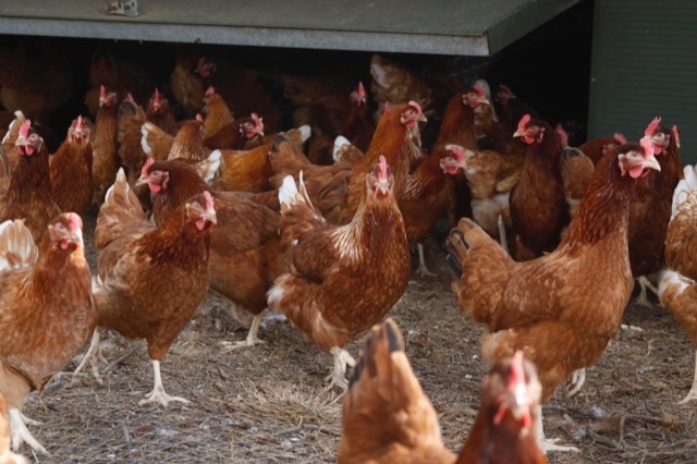 hfandp_feed_pullet_suppliers_6.JPG