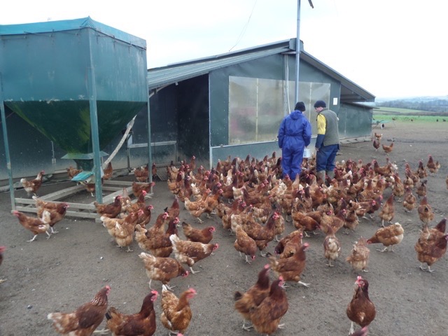 hfandp_feed_pullet_suppliers_7.JPG