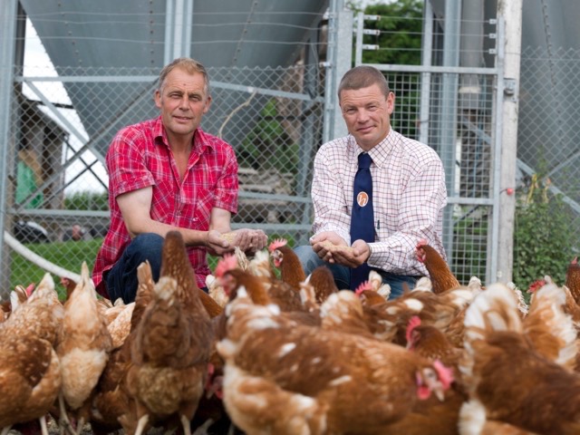hfandp_feed_pullet_suppliers_11.jpg