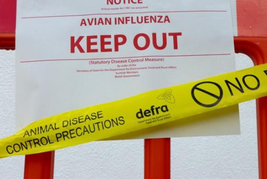 Avian Influenza C&D protocol review: Good news for poultry farmers