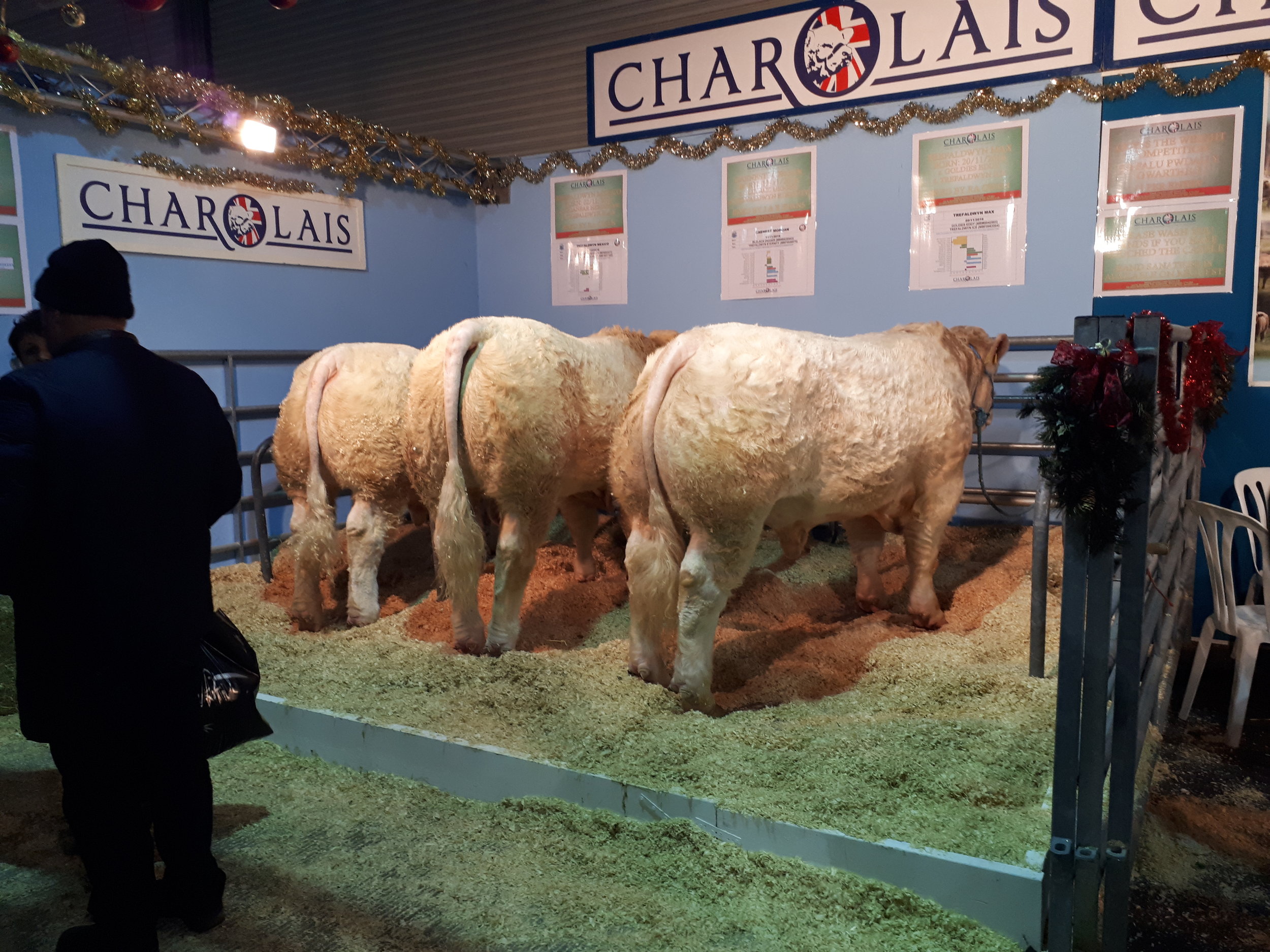 Charolais cattle - WWF.jpg